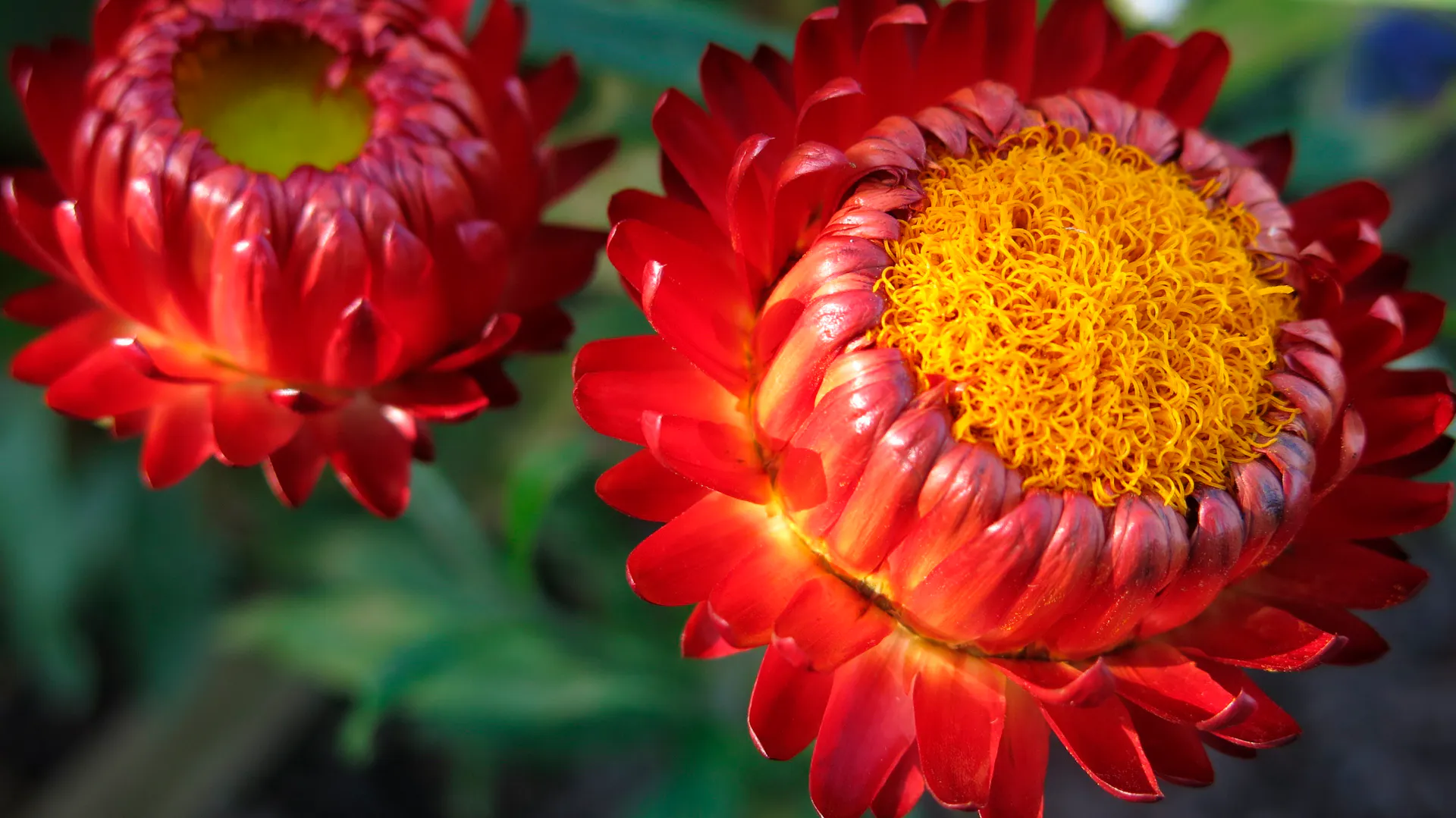 Rote Blüte der Strohblume