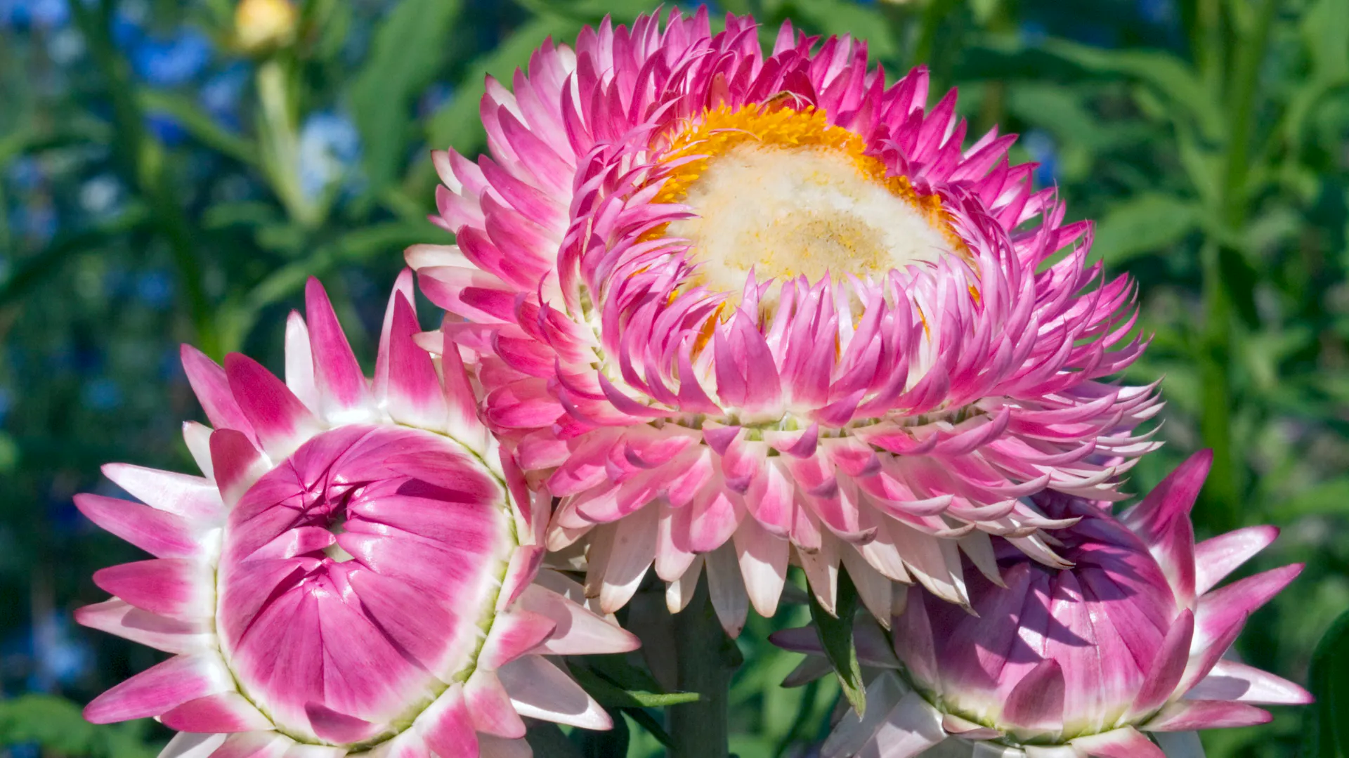 Strohblume der Sorte „Xerochrysum bracteatum Monstrosum“