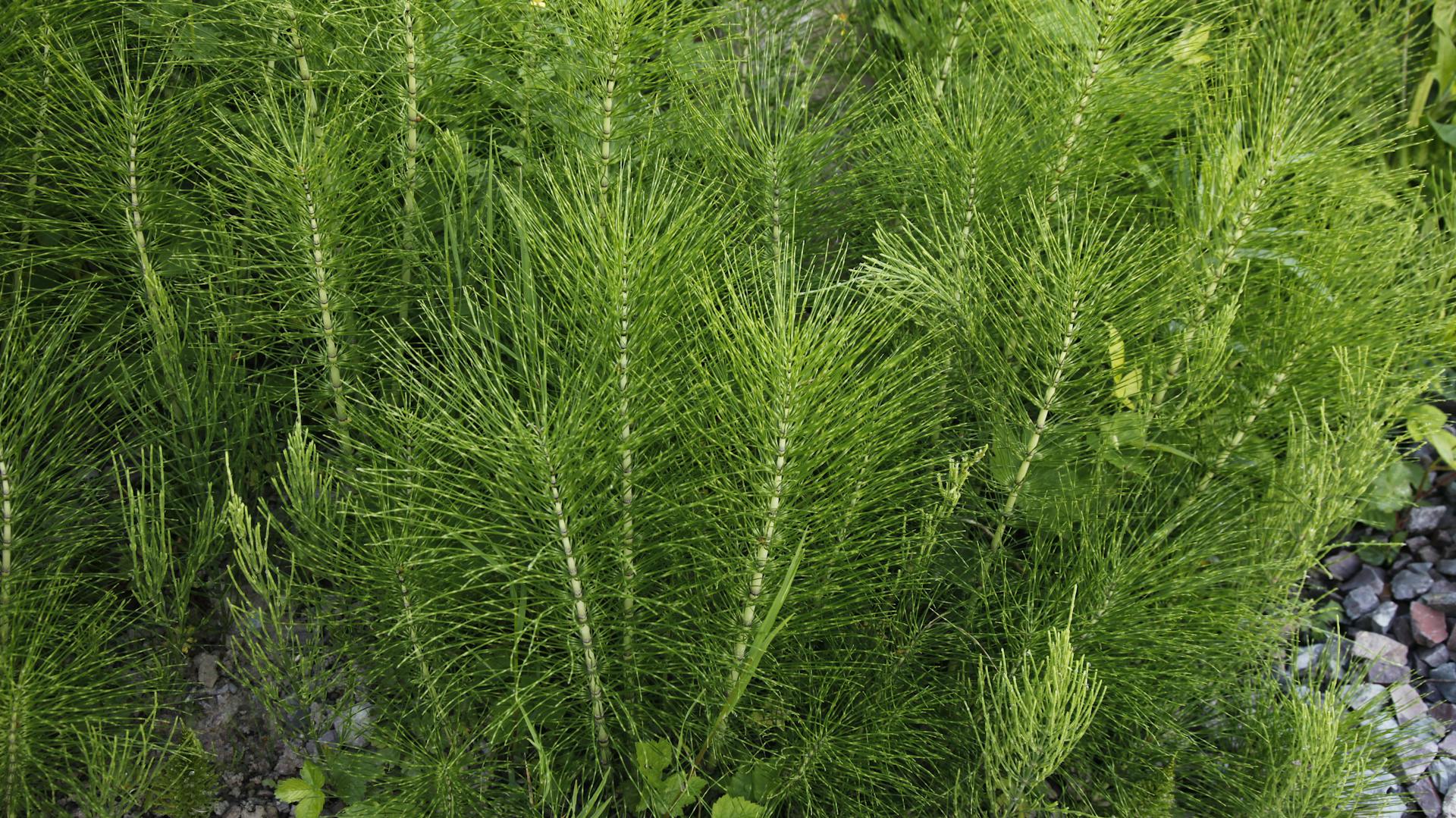 Ackerschachtelhalm im Garten