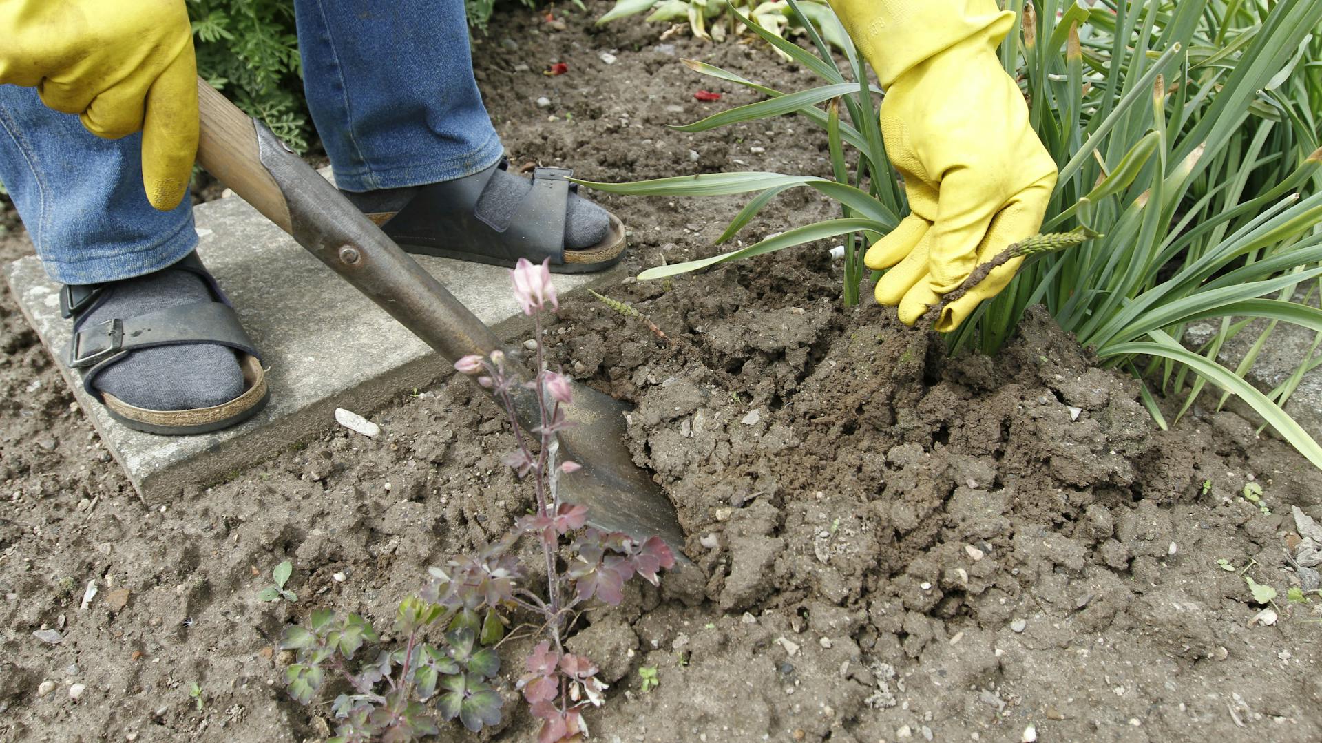 Person lockert Erde mit Schaufel und zeigt Wurzeln des Ackerschachtelhalms.