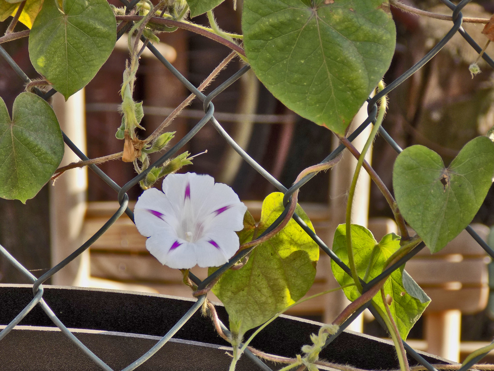 Ackerwinde mit Blüte im Garten