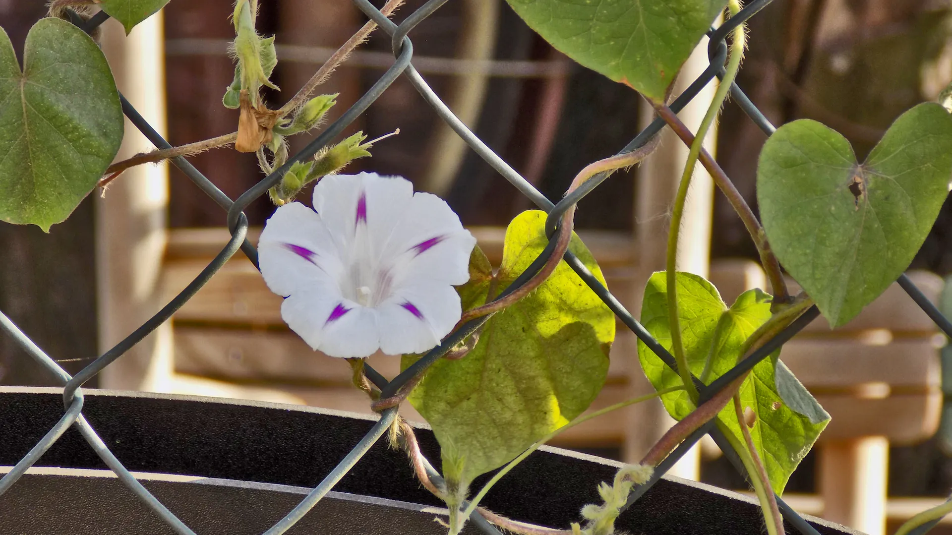 Ackerwinde mit Blüte im Garten