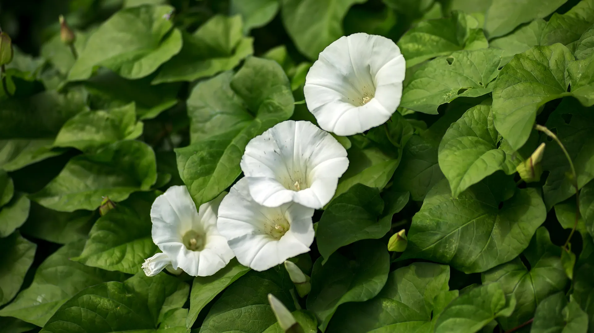 Weiße Blüten einer rankenden Ackerwinde