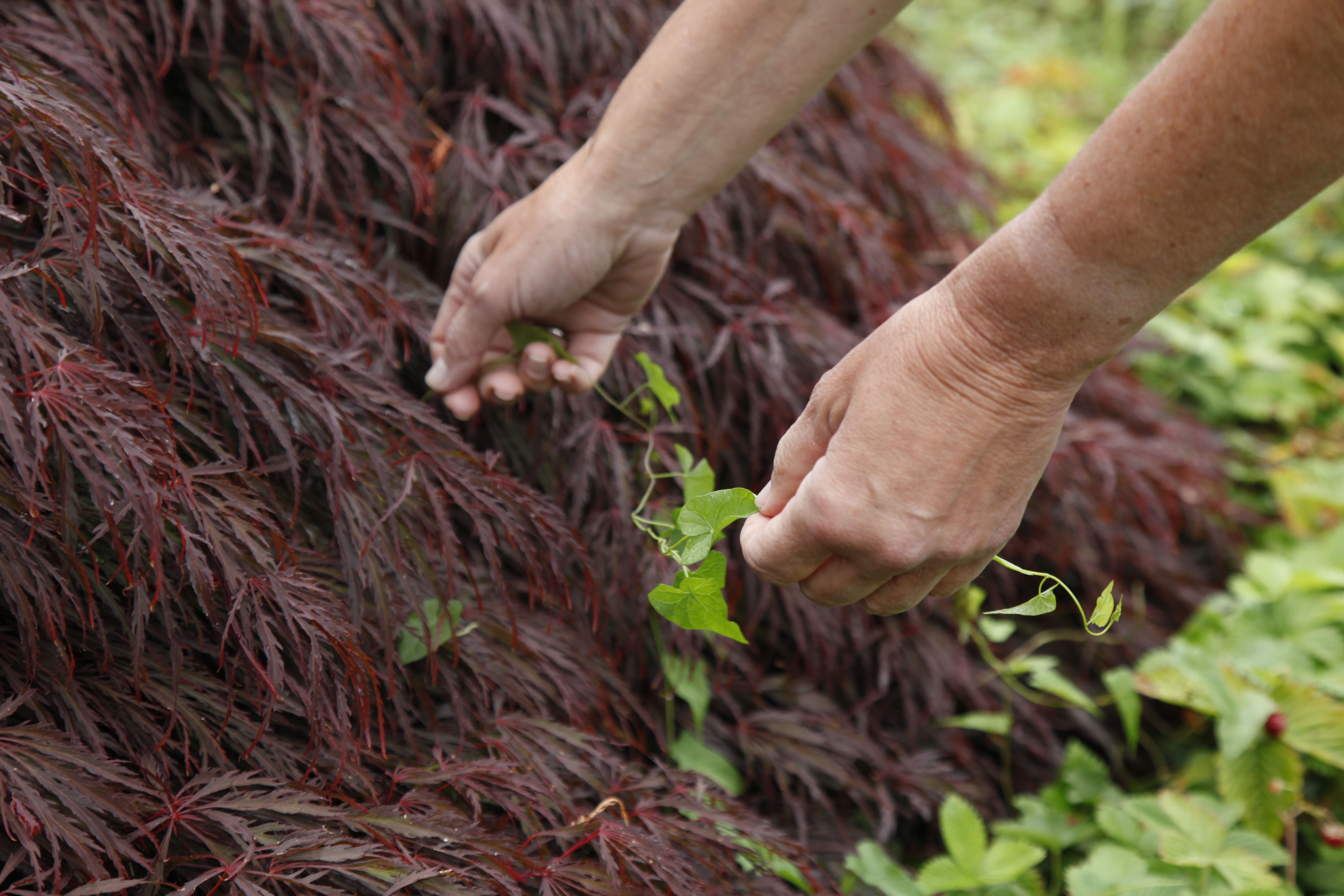 Ackerwinde bekämpfen Methoden gegen das Unkraut OBI