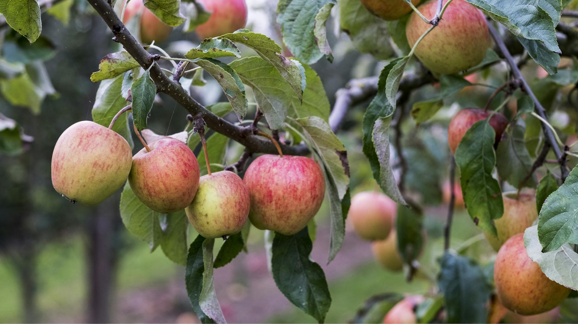 Apfelbaum mit reifen Äpfeln