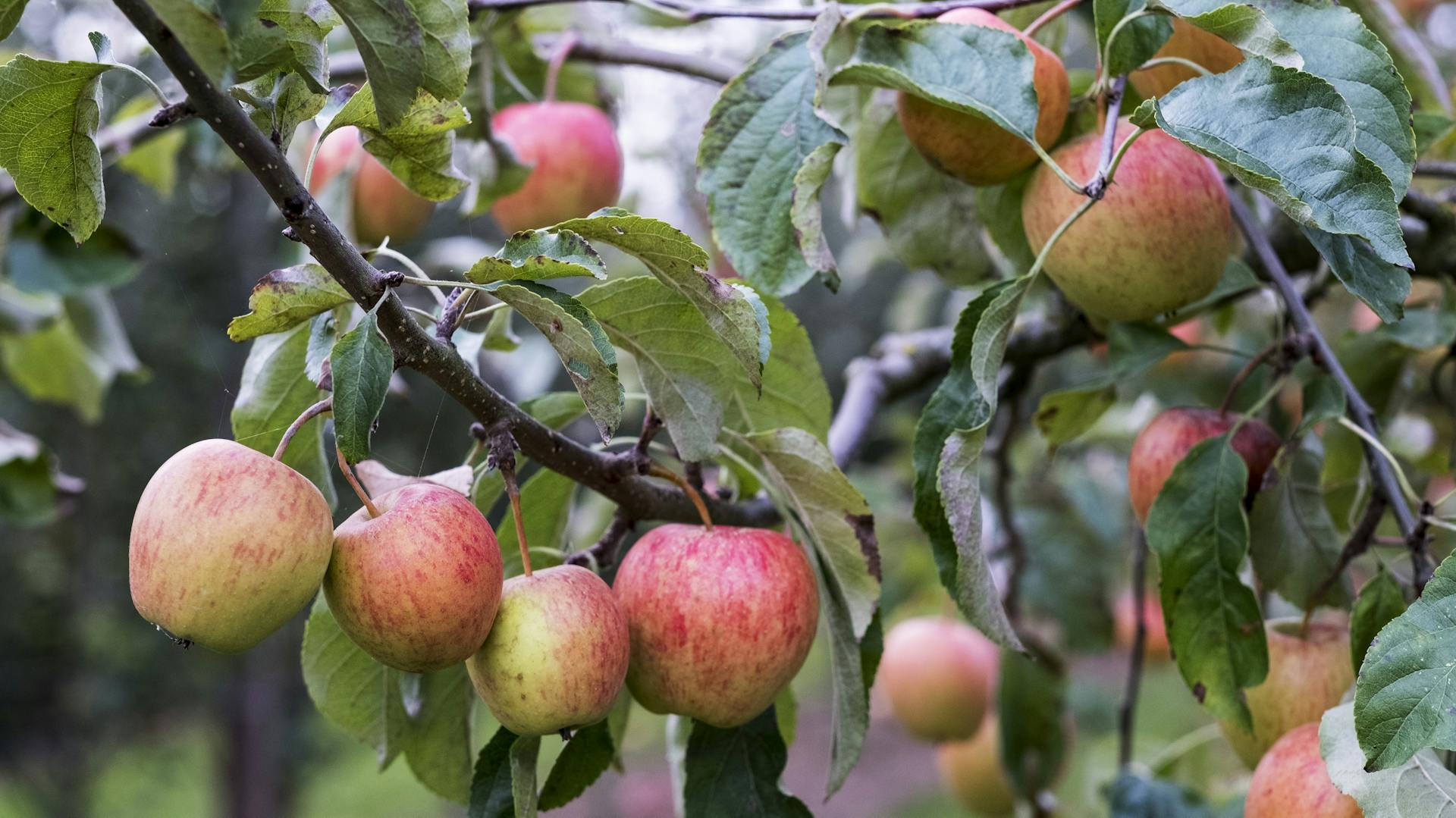 Reife Äpfel hängen an einem Baum.