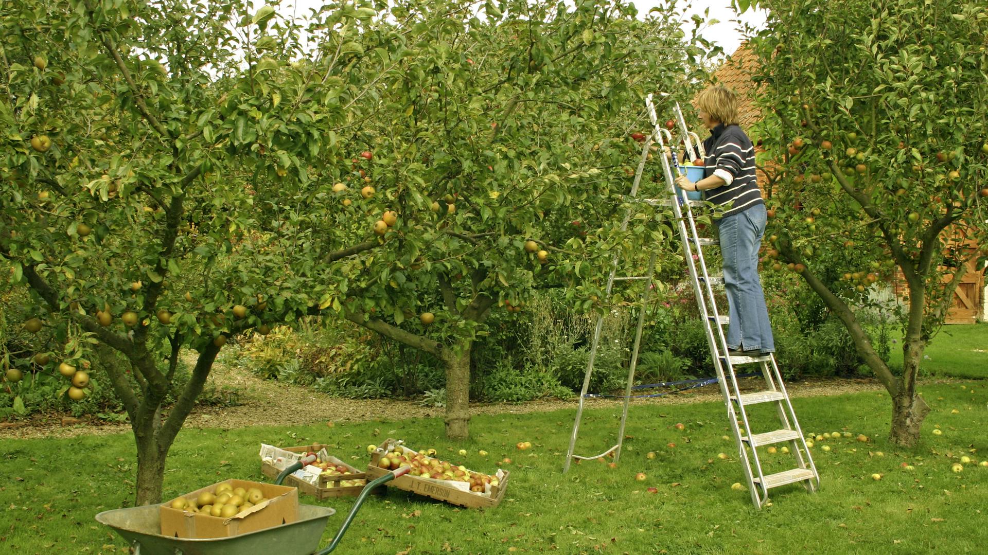 Jemand steht mit einer Leiter an Apfelbäumen und erntet Äpfel.