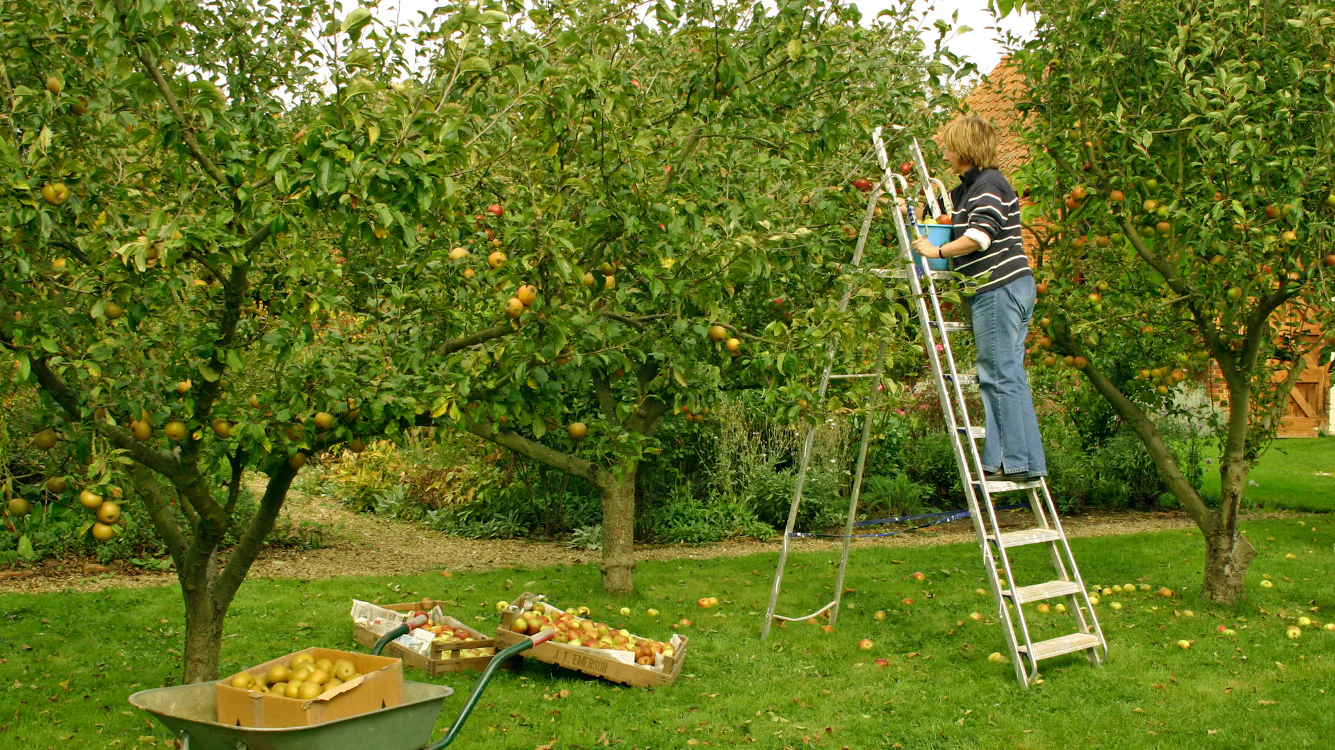 Eine Frau steht auf einer Leiter und erntet Äpfel von einem Baum.
