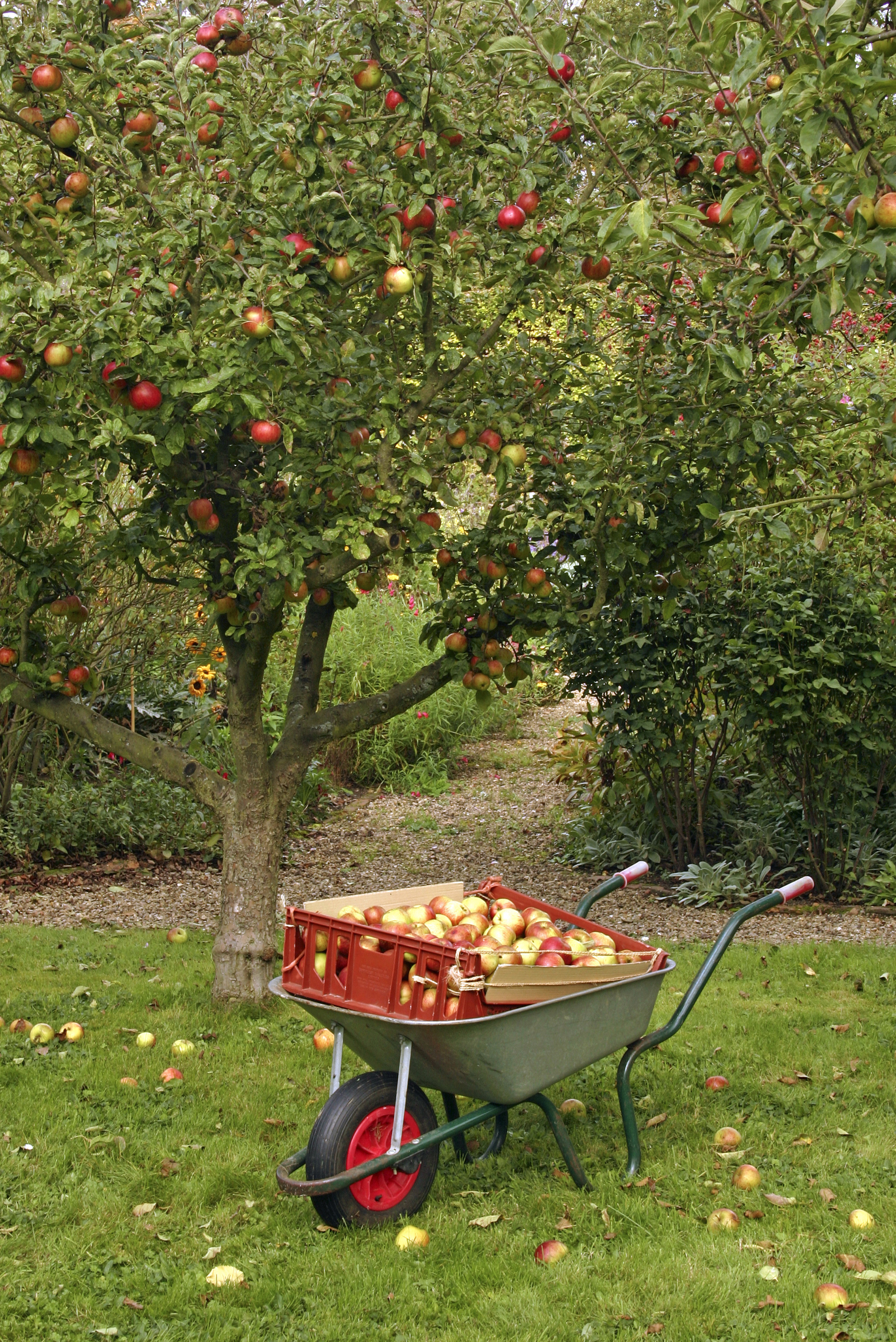 Eine Schubkarre voll mit Äpfeln steht im Garten.