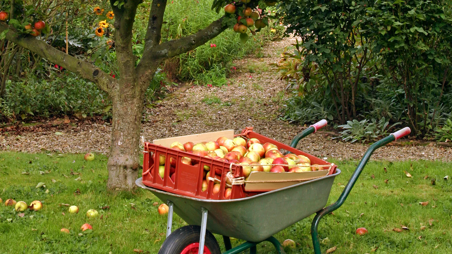 Eine Schubkarre voll mit Äpfeln steht im Garten.