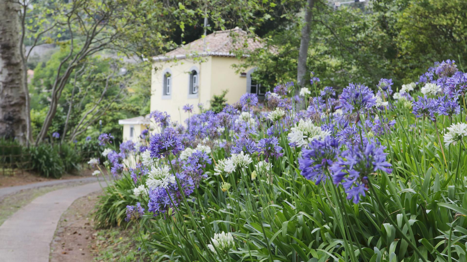Im Beet gepflanzte Agapanthus in einem Park.