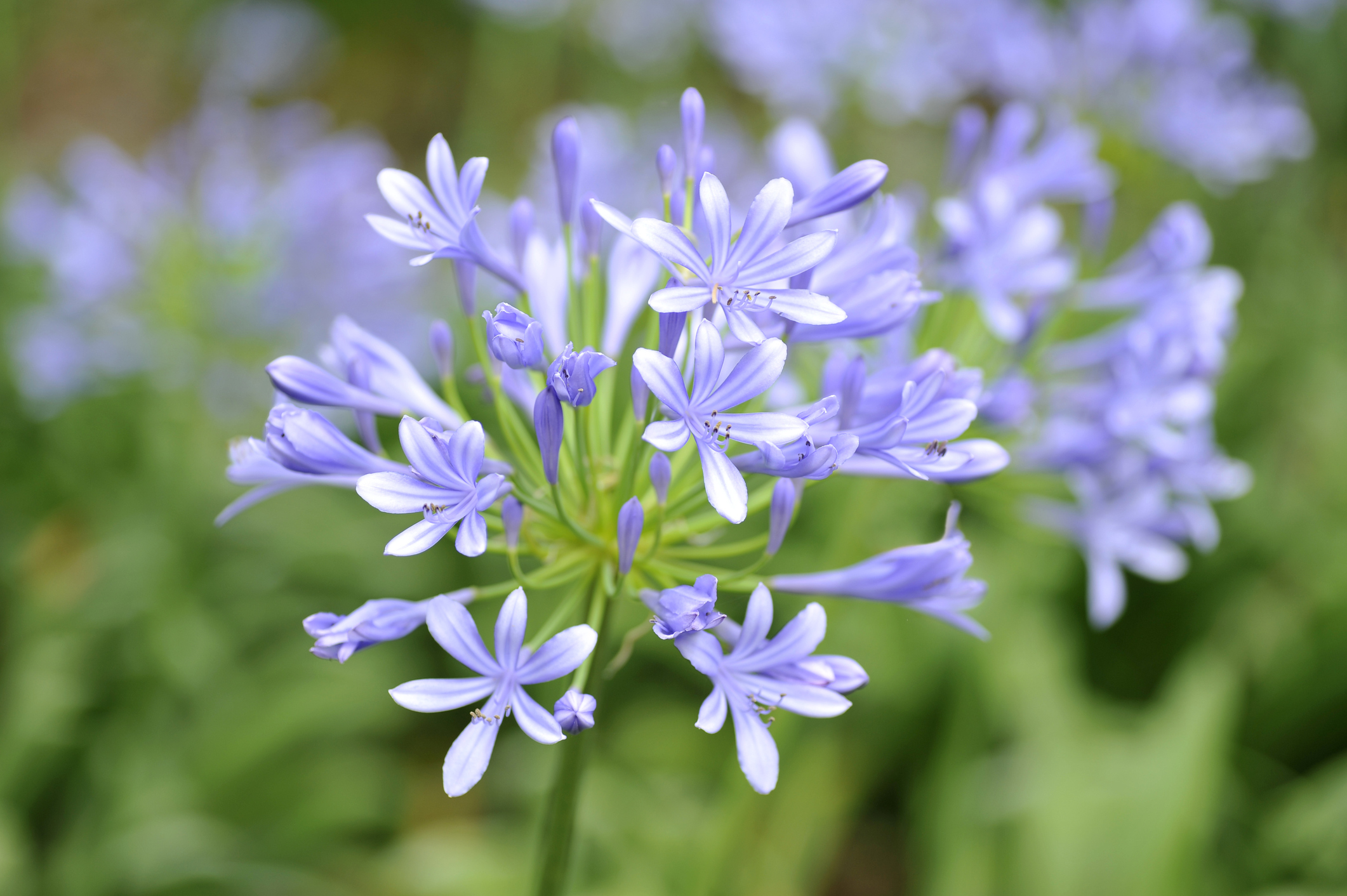 Agapanthus überwintern Tipps und Ratschläge OBI
