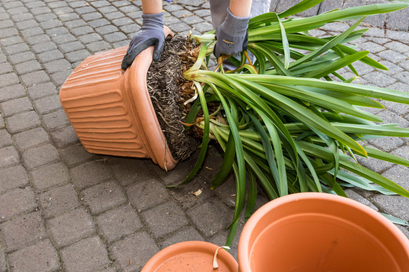 Agapanthus überwintern Tipps und Ratschläge OBI