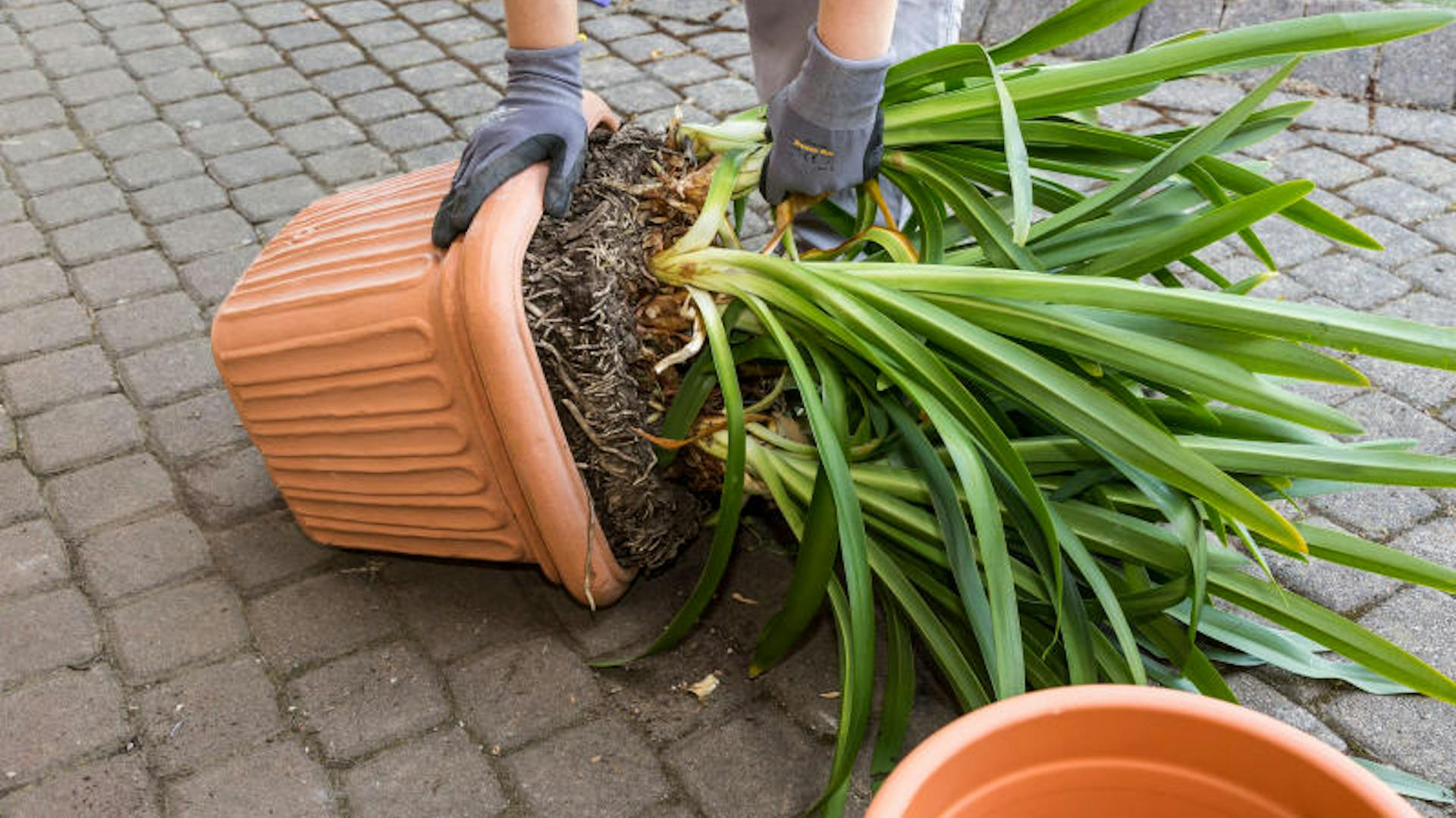 Eine Person topft einen Agapanthus um.