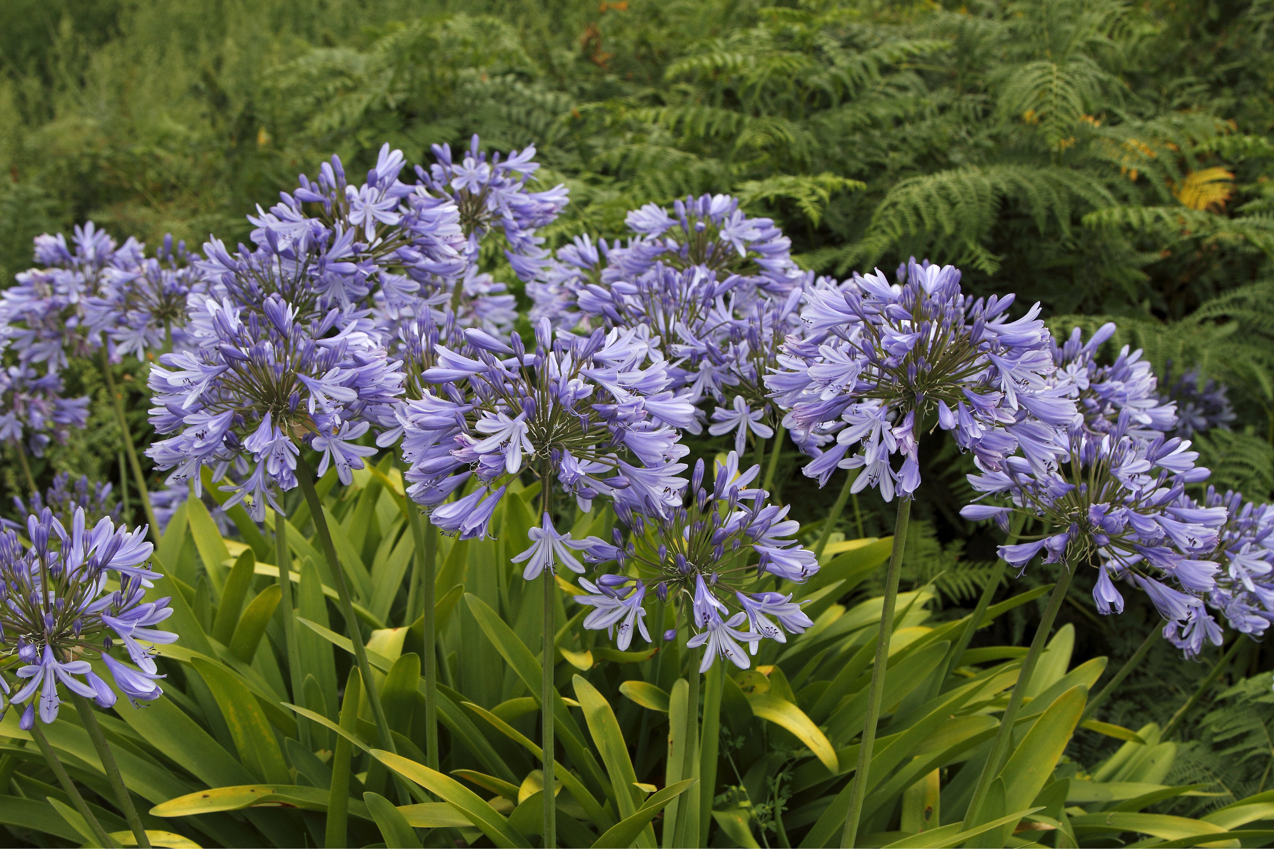Agapanthus Pflanzen, Pflegen und Vermehren OBI