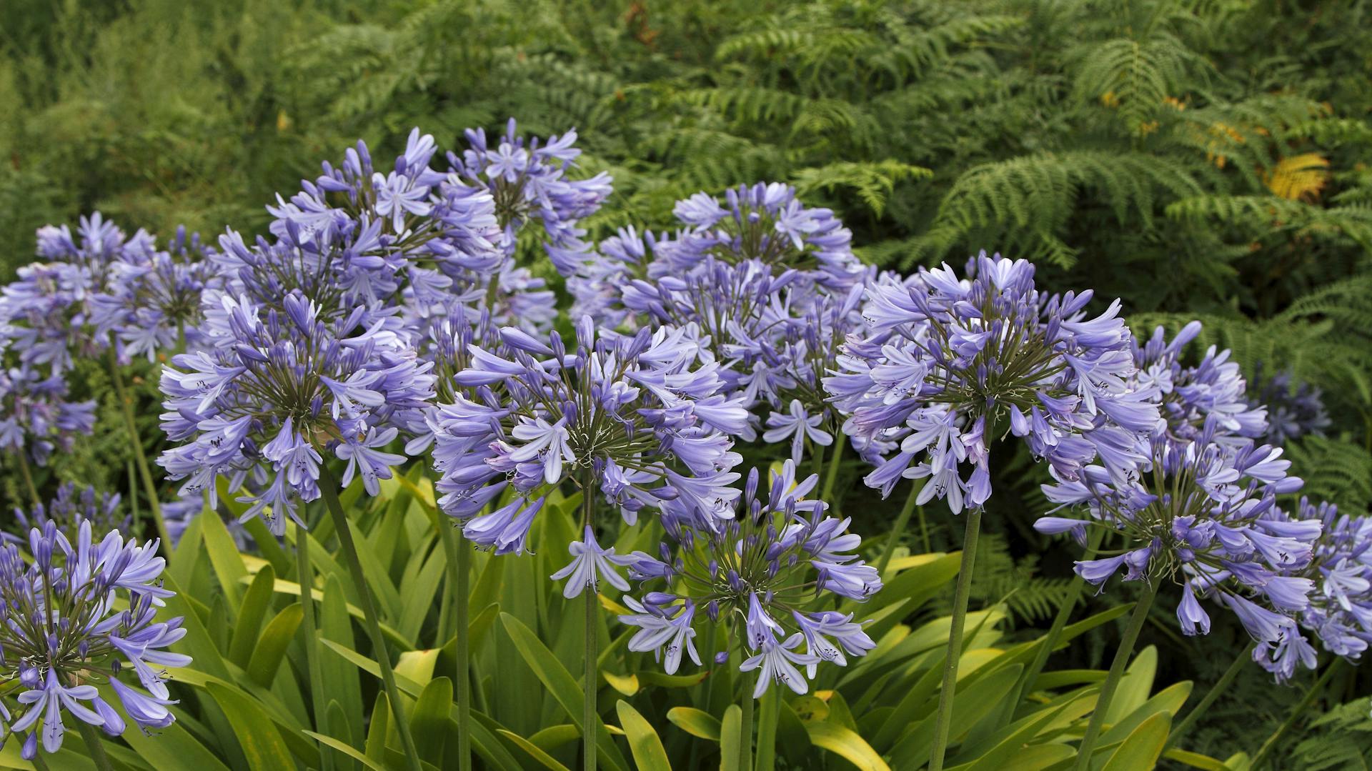 Agapanthus Pflanzen, Pflegen und Vermehren OBI