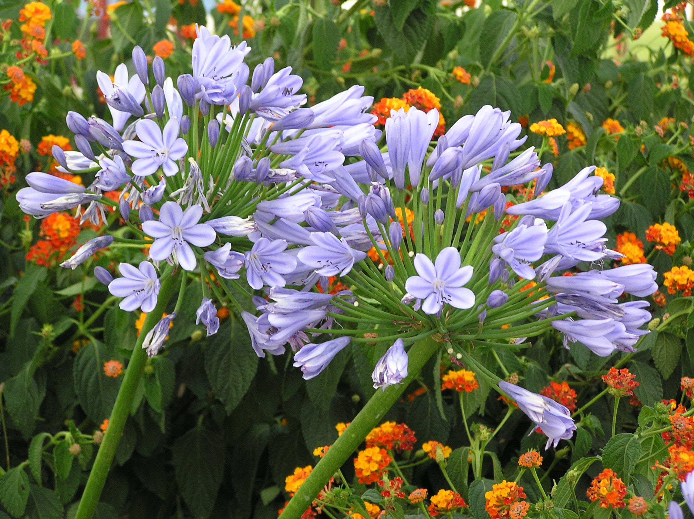 Violette Blüten am Agapanthus