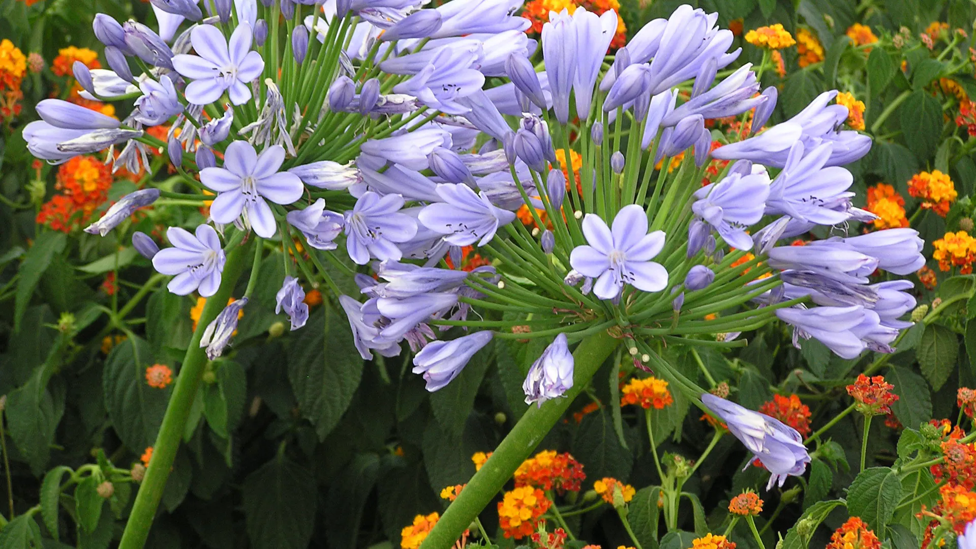 Violette Blüten am Agapanthus