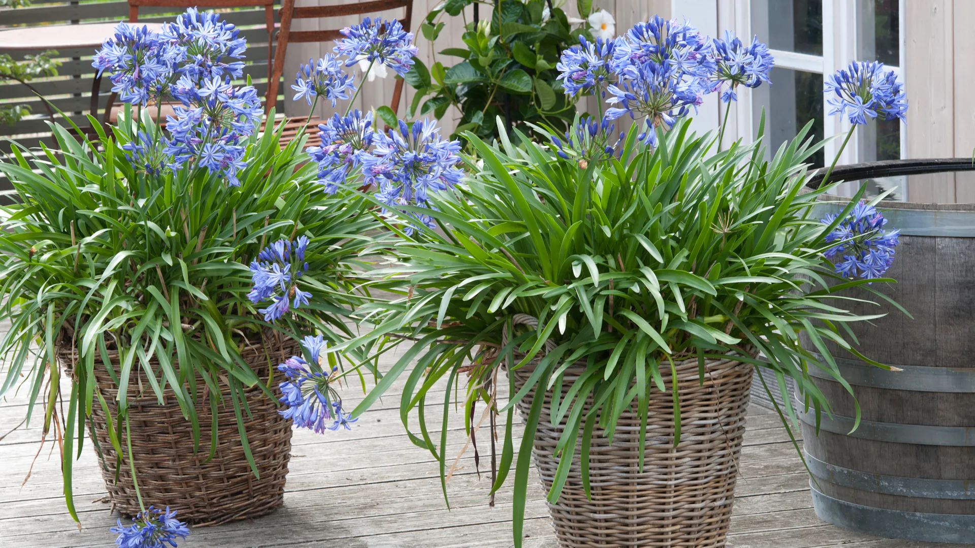Zwei Agapanthus-Gewächse im Weide-Töpfen auf einer Terrasse