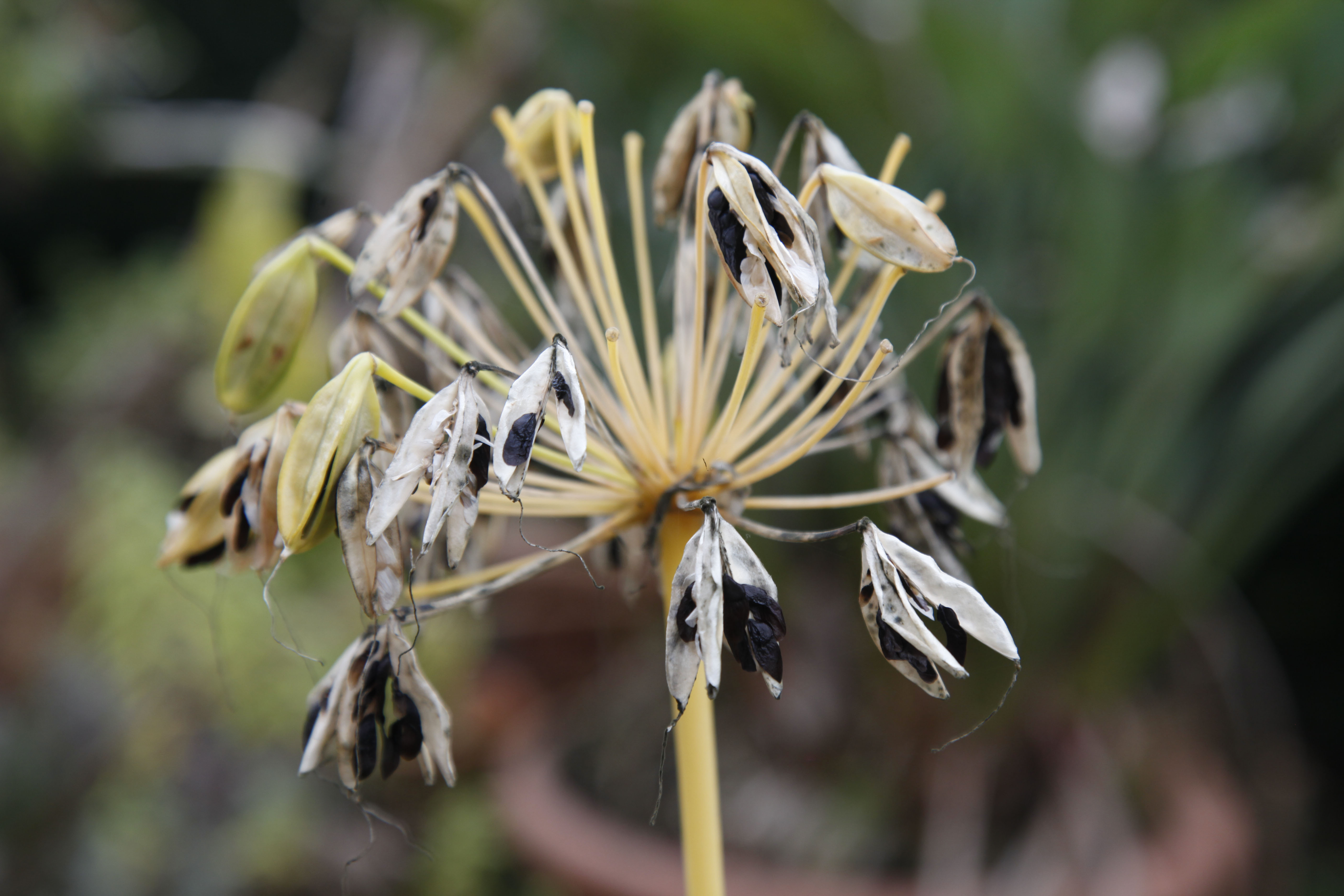 Agapanthus schneiden