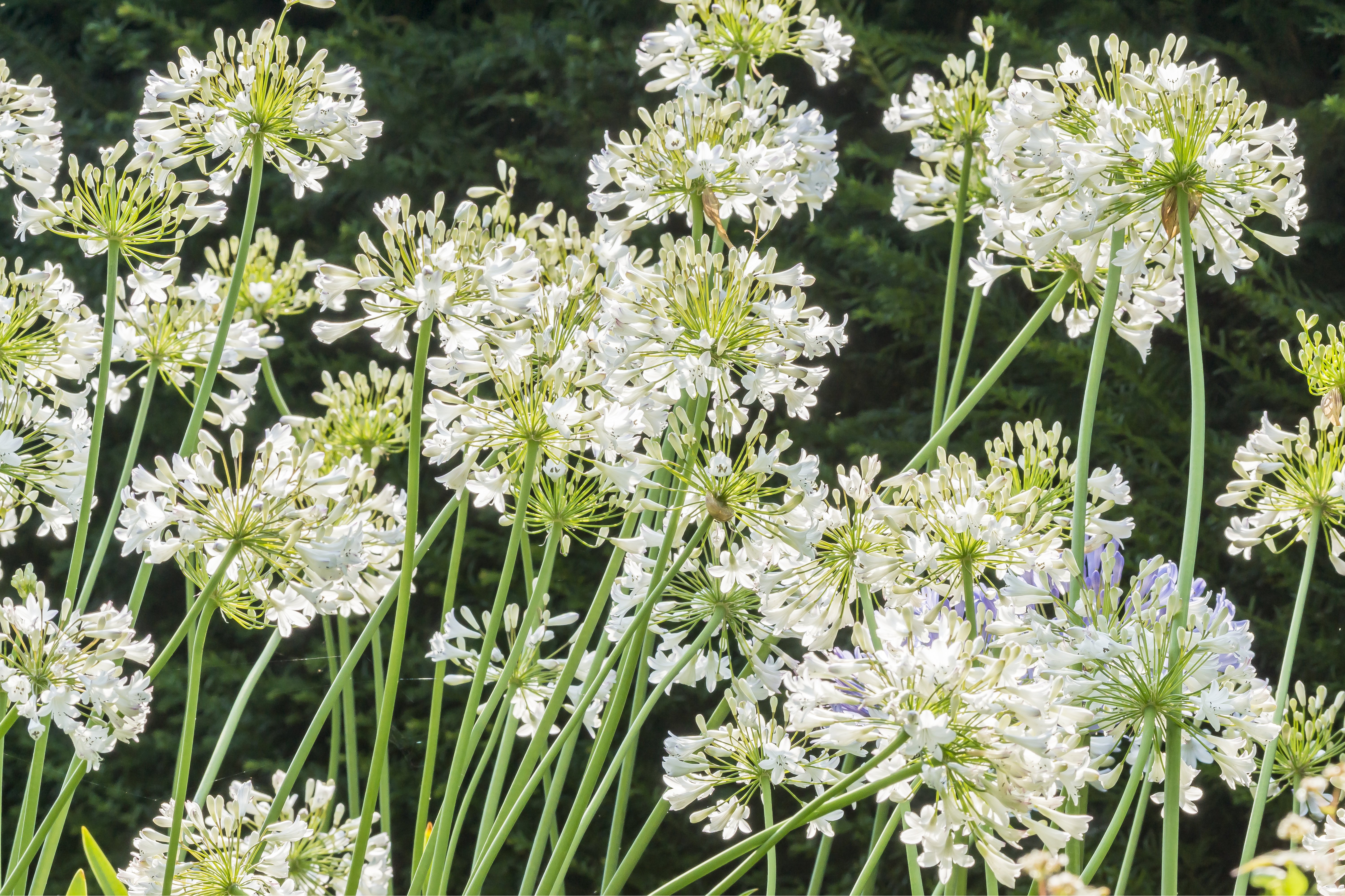 Agapanthus der Sorte „Albus"