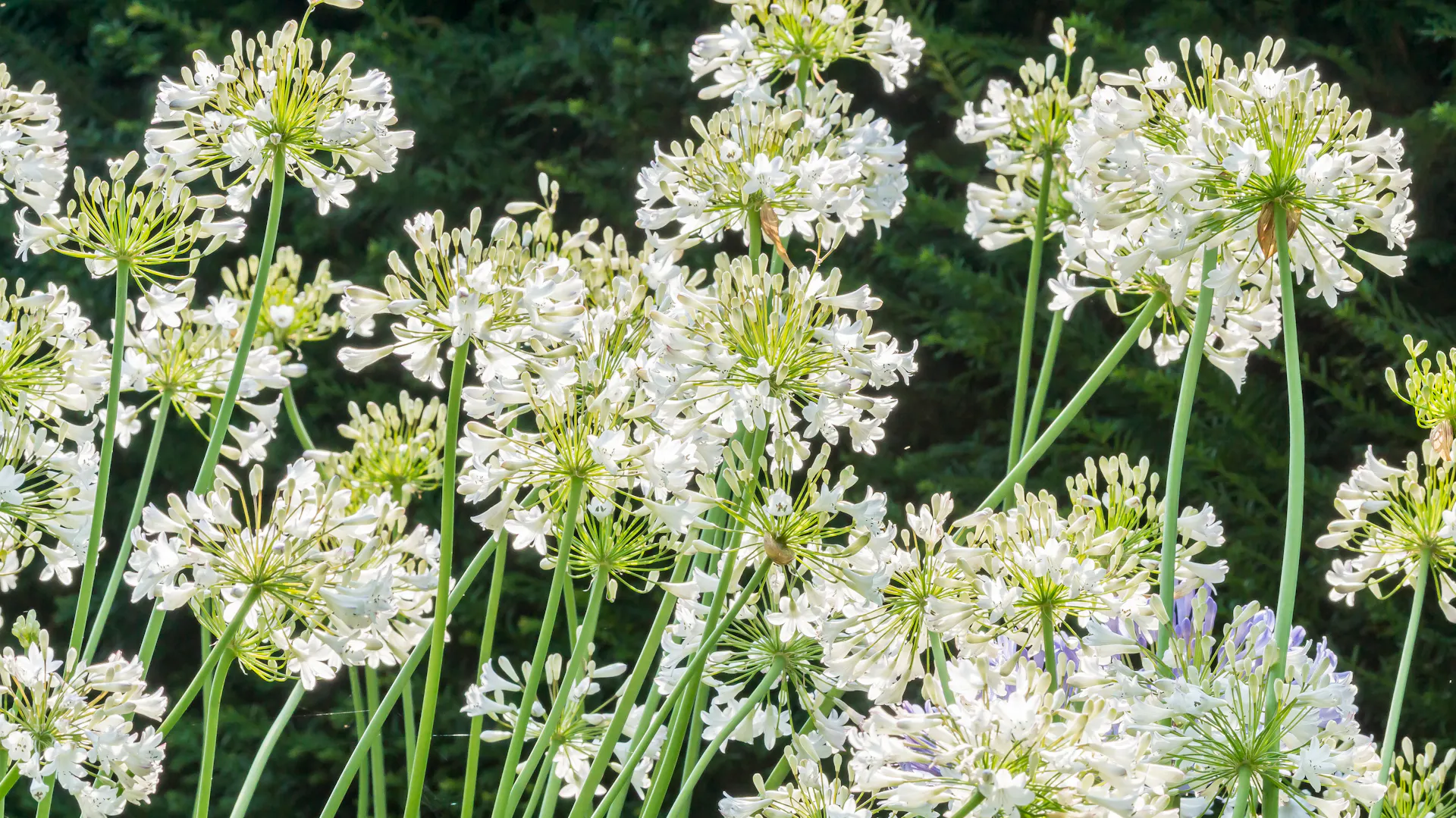 Agapanthus der Sorte „Albus"