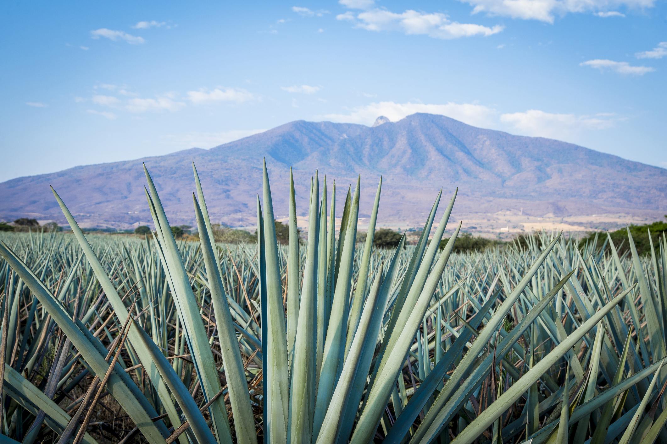Agave Wissenswertes, Pflanz und Pflegetipps OBI