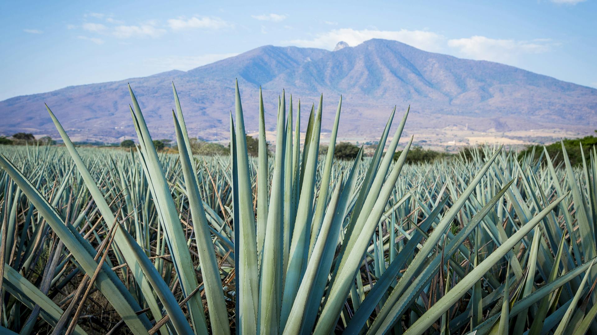 Agave Wissenswertes, Pflanz und Pflegetipps OBI