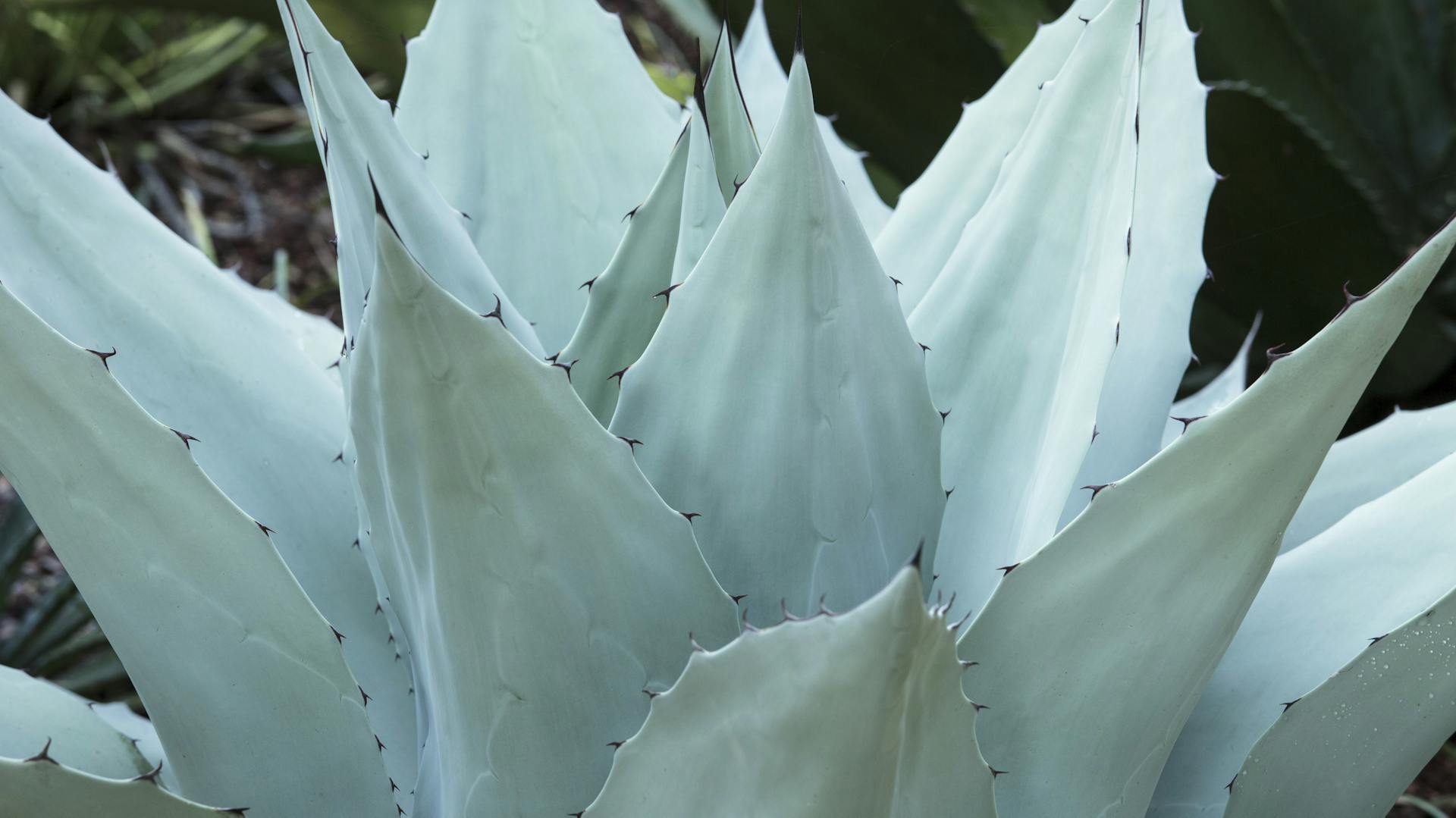 Bläulich-grüne Agave