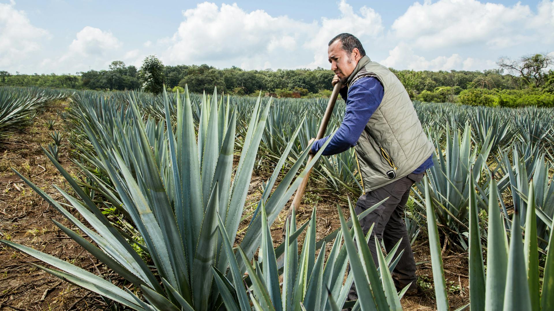 Mann arbeitet mit Schippe vor Agave auf Agavenfeld