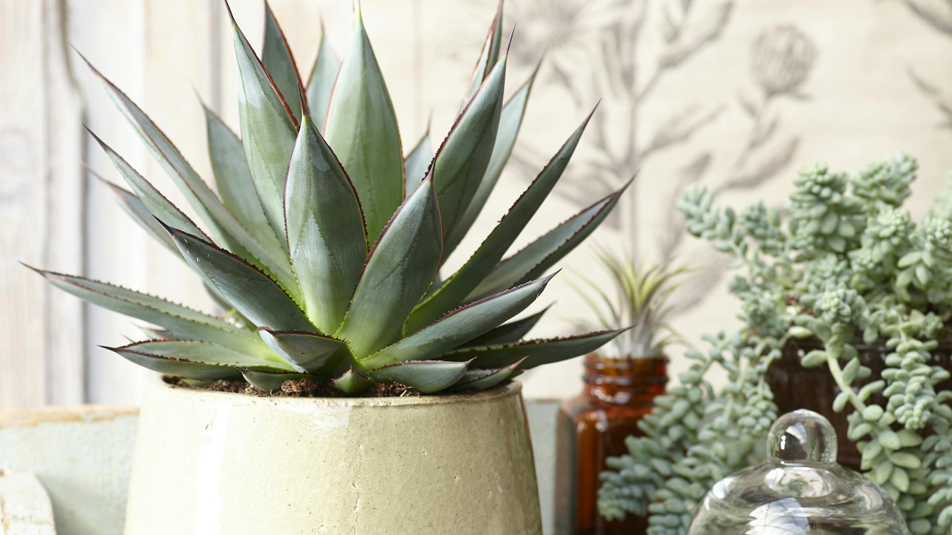 Agave – Wissenswertes, Pflanz- und Pflegetipps | OBI