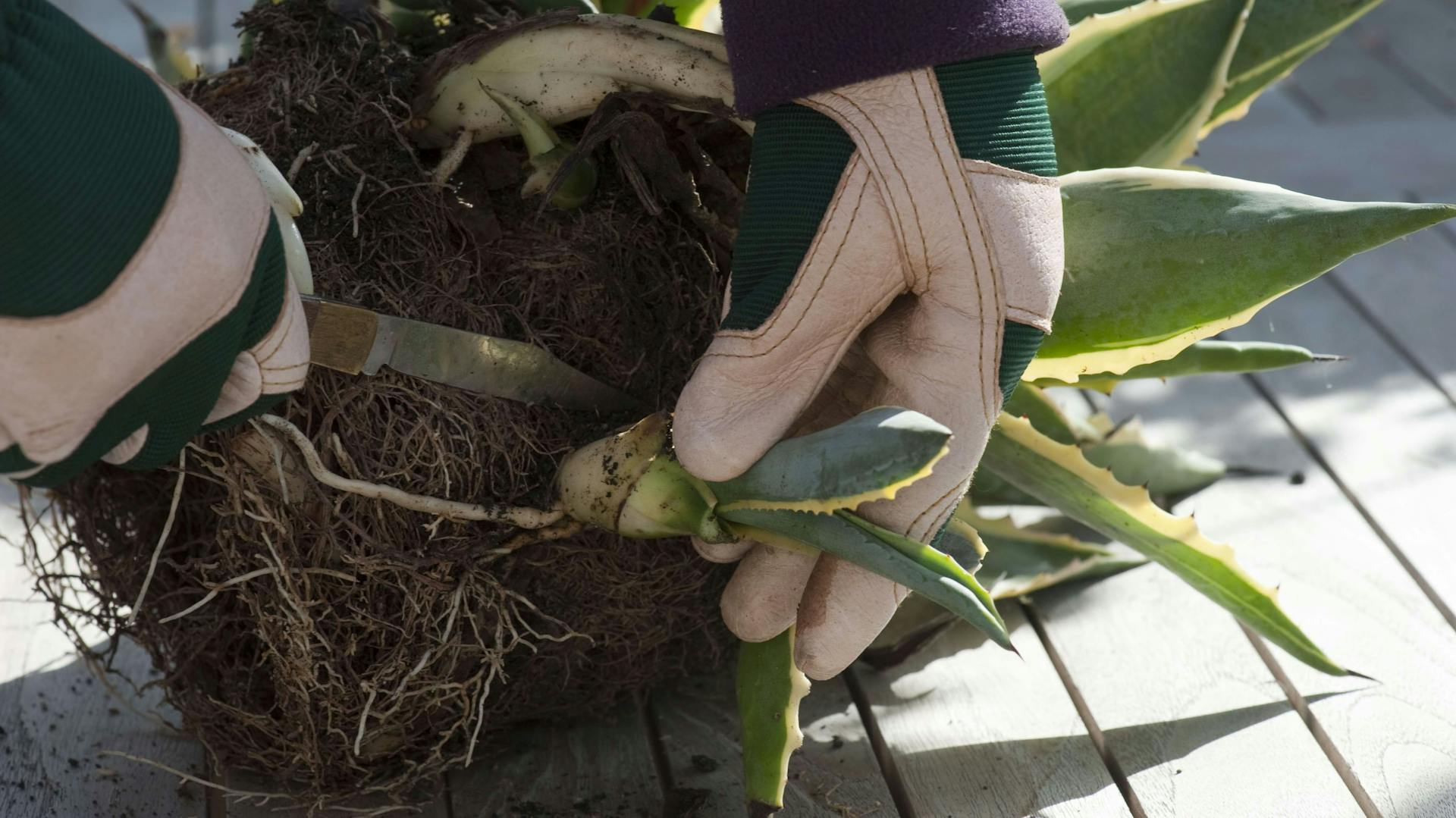 Ableger der Agave wird vom Wurzelballen getrennt