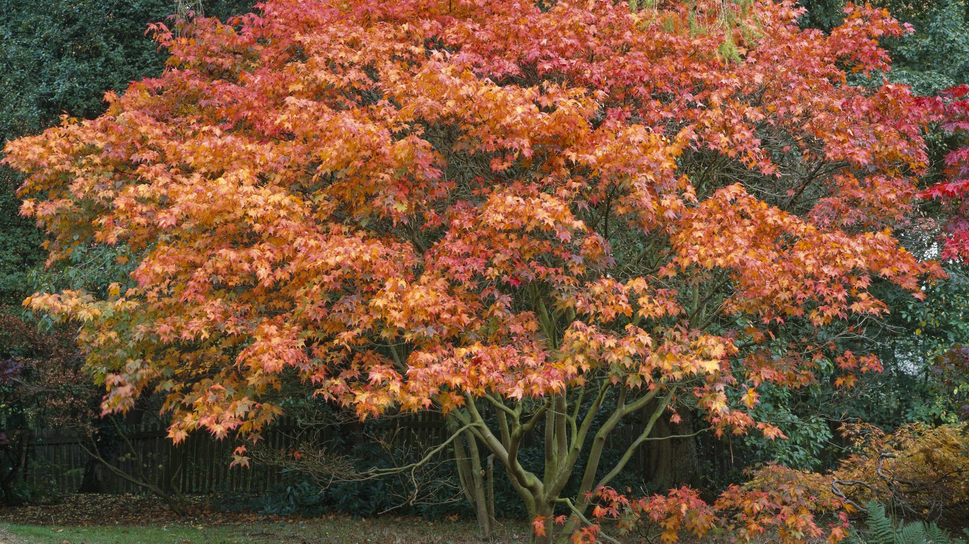 Ein Ahorn mit rotgefärbten Blättern steht im Garten.