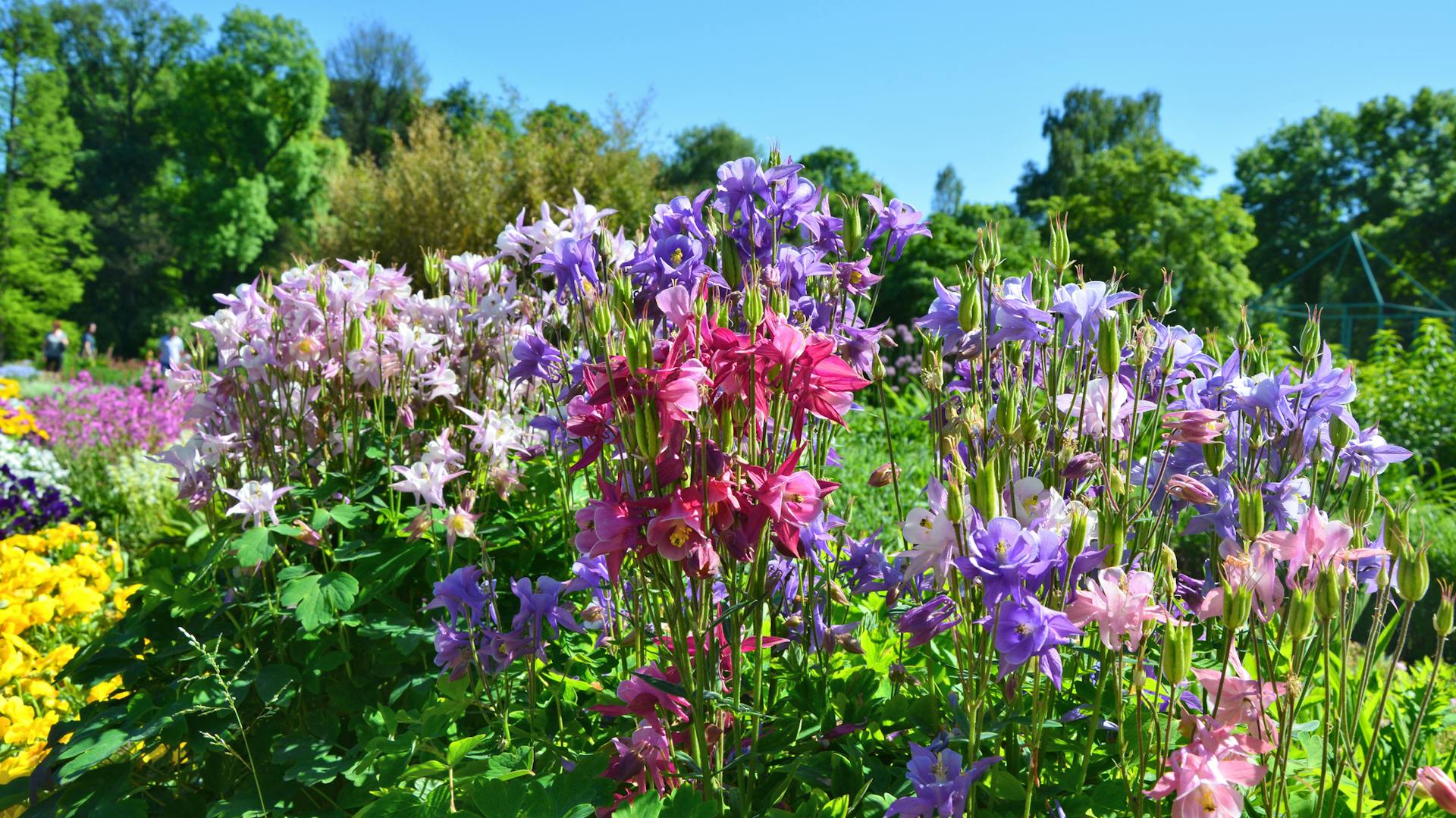 Ein Beet mit verschiedenfarbig blühenden Akelei-Pflanzen