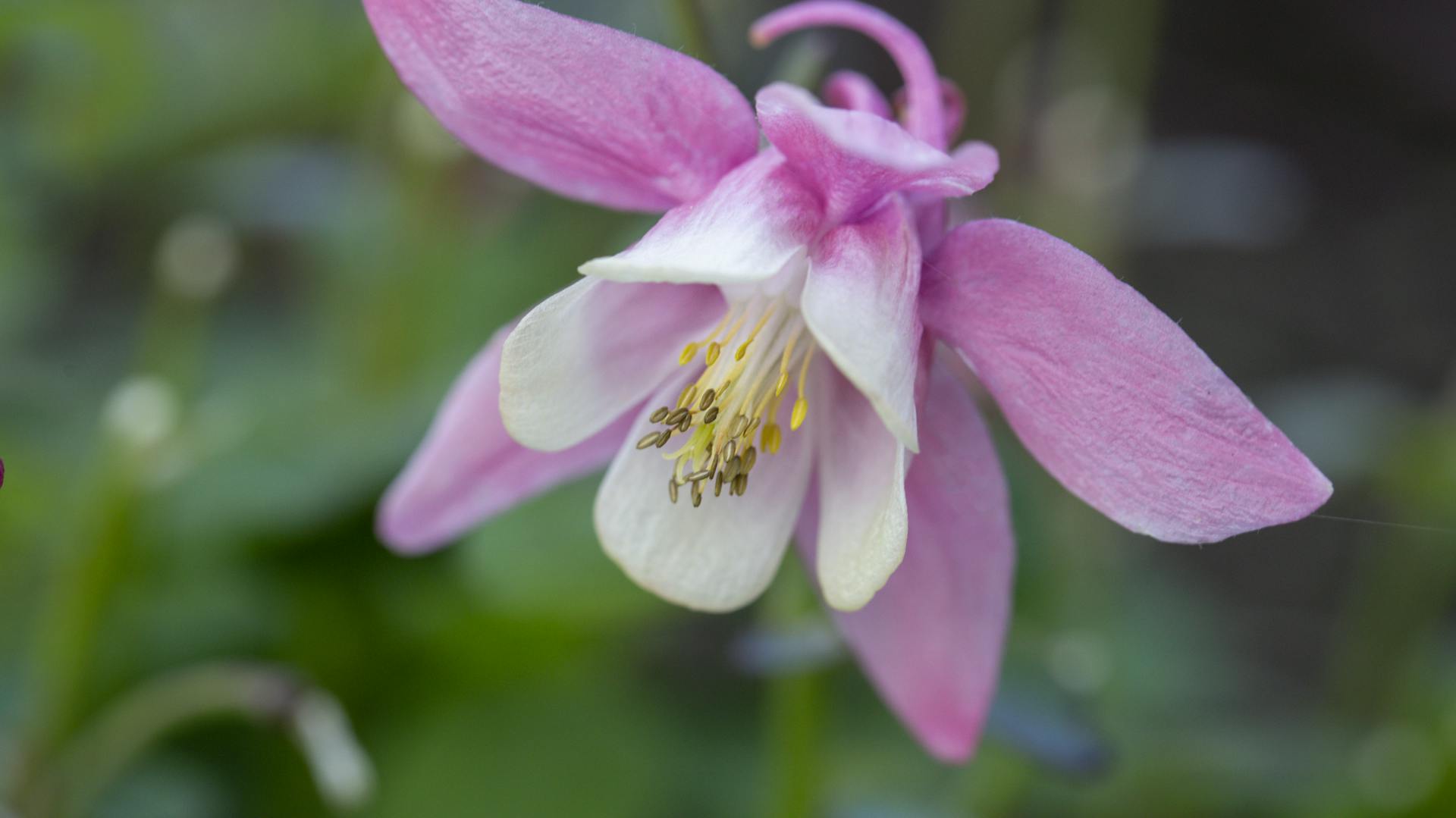 Rosafarbene Blüte der Akelei mit weißen Blütenspitzen.