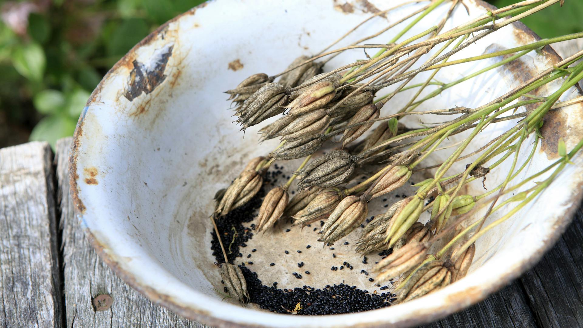 Samen der Akelei in einer Schale
