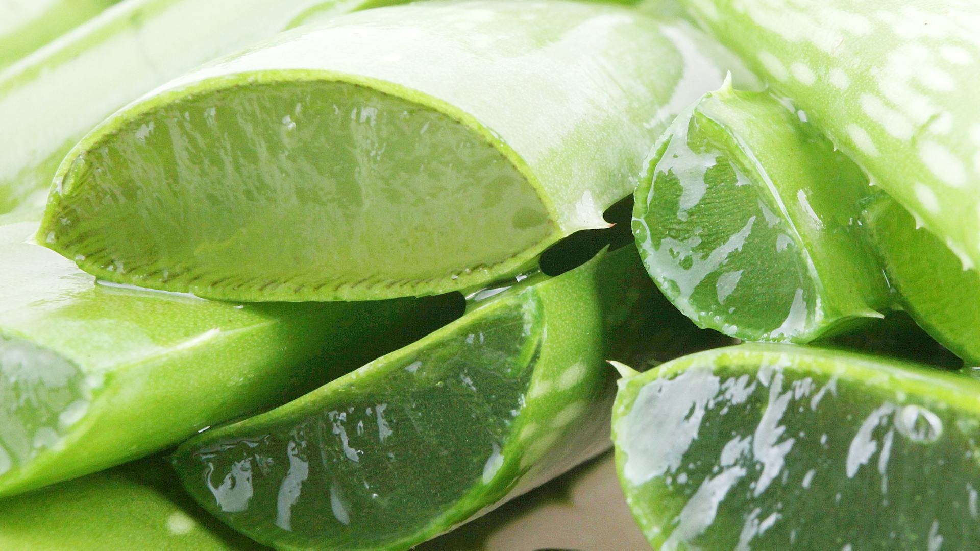 Aufgeschnittene Aloe vera mit Aloe vera Gel.