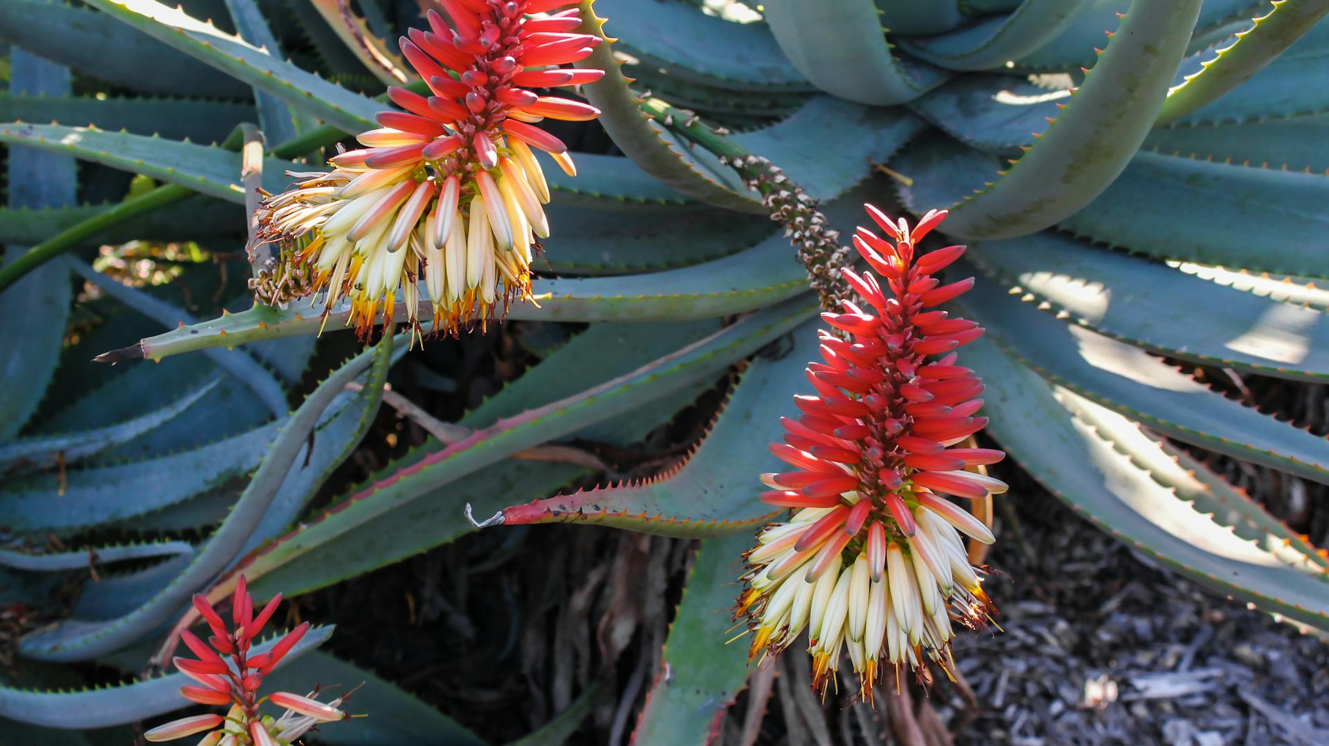 Aloe vera Pflanze mit zwei roten Blüten.