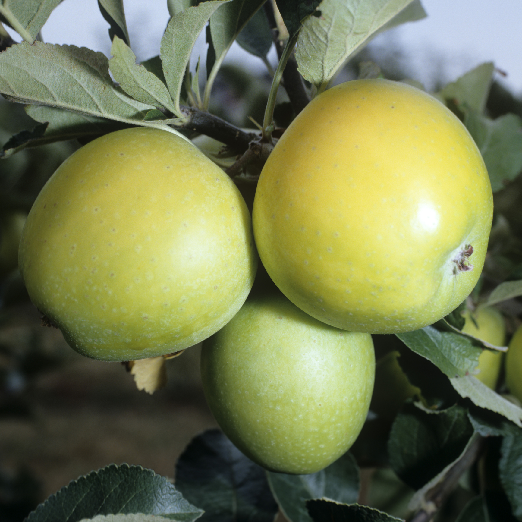 Alte Apfelsorten im Garten pflanzen & ernten OBI