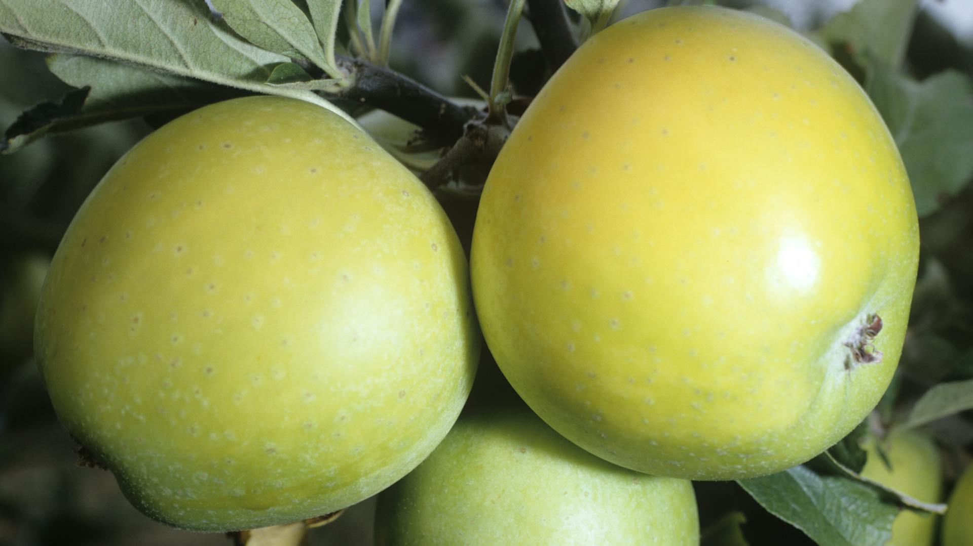 Goldgelbe Apfelsorte Ananasrenette