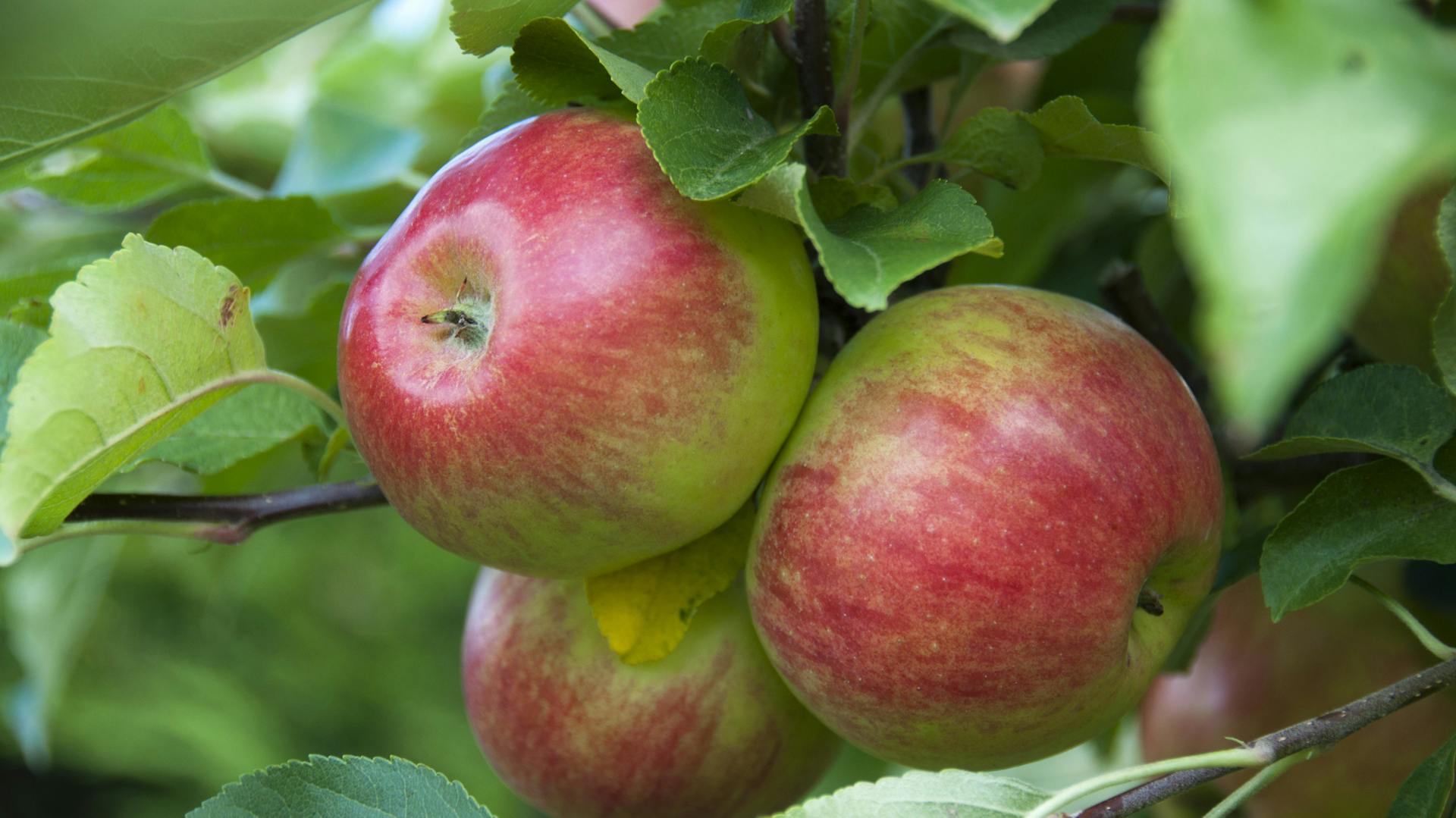 Rötlich-grüne Apfelsorte Cox Orange