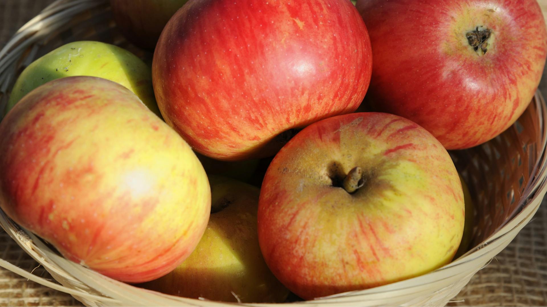 Rötlich-gelbe Apfelsorte Jakob Lebel