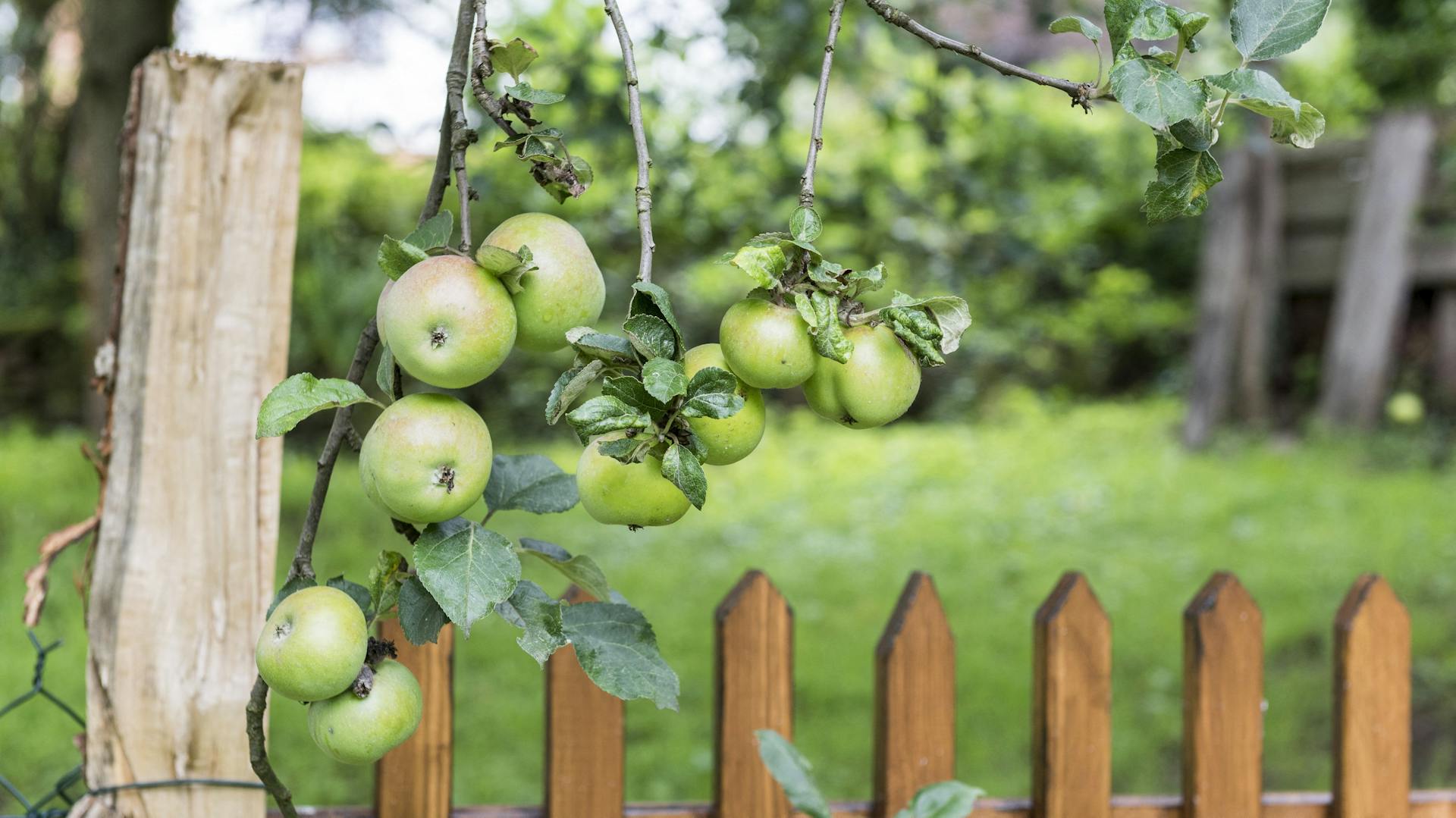 Gelblich-grüne Apfelsorte Minister von Hammerstein