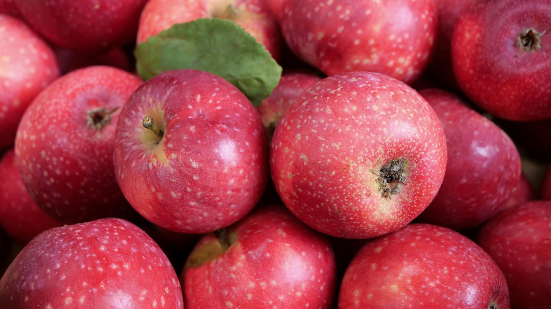 Tiefrote Apfelsorte Rote Sternrenette.