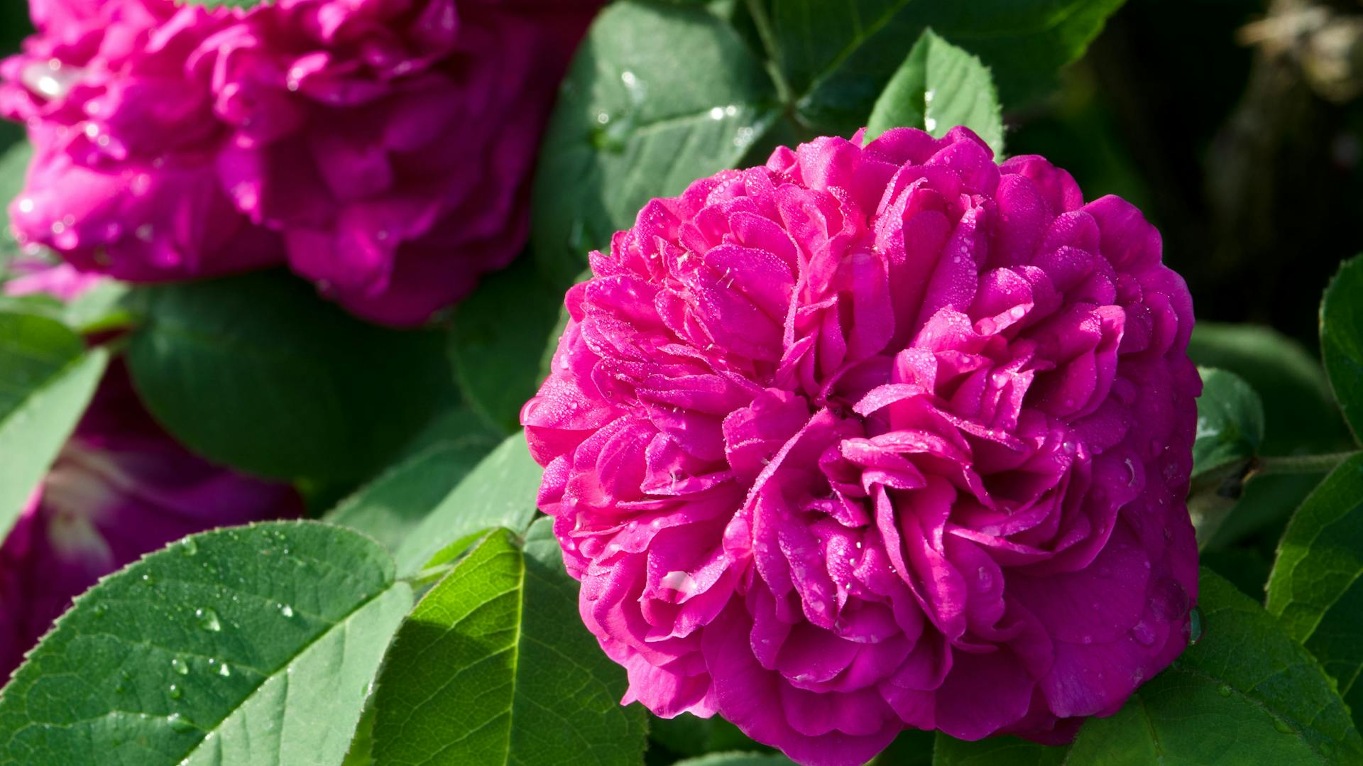 Pink blühende Damaszener-Rose