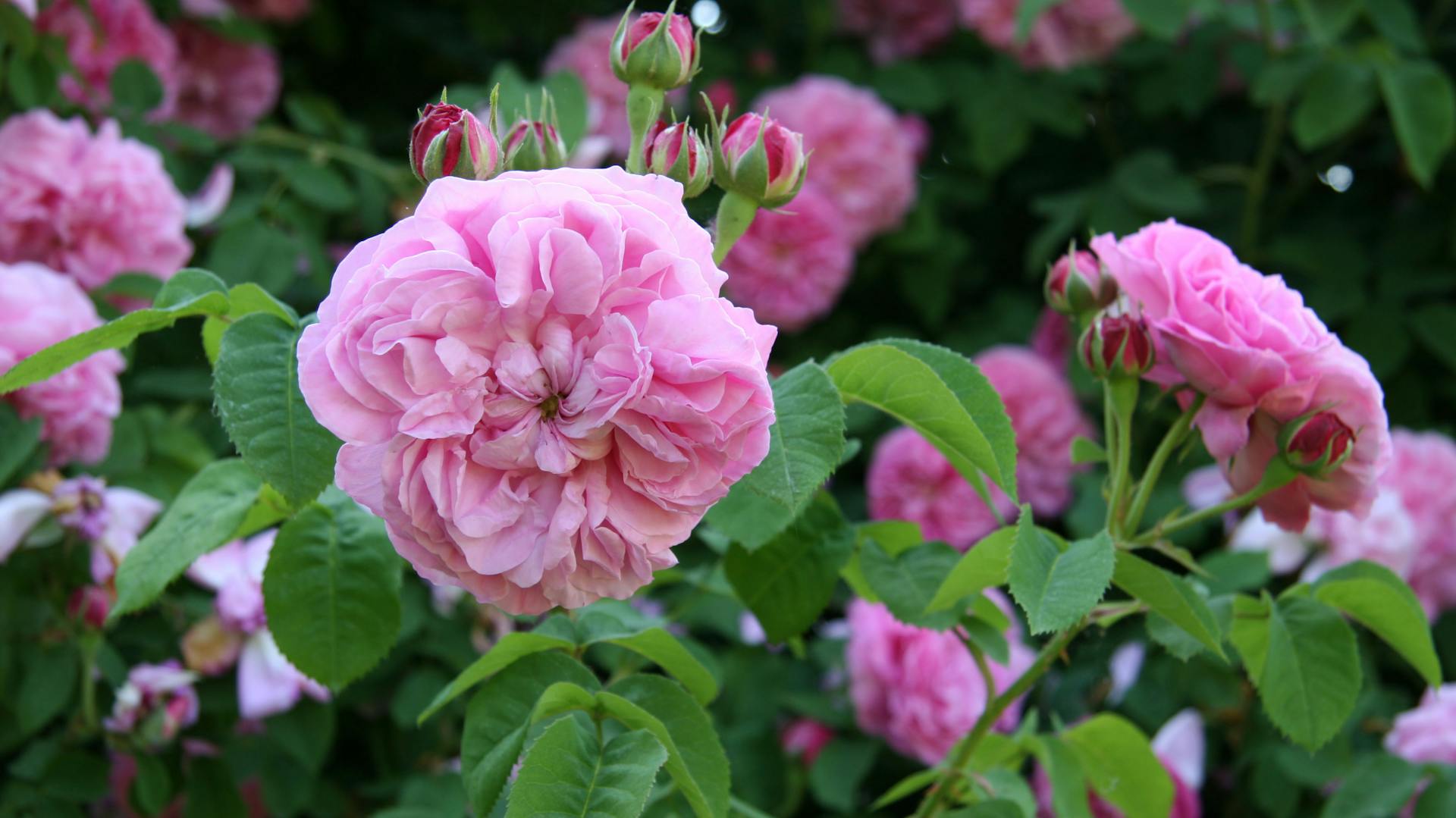 Rosafarbene, alte Rosen