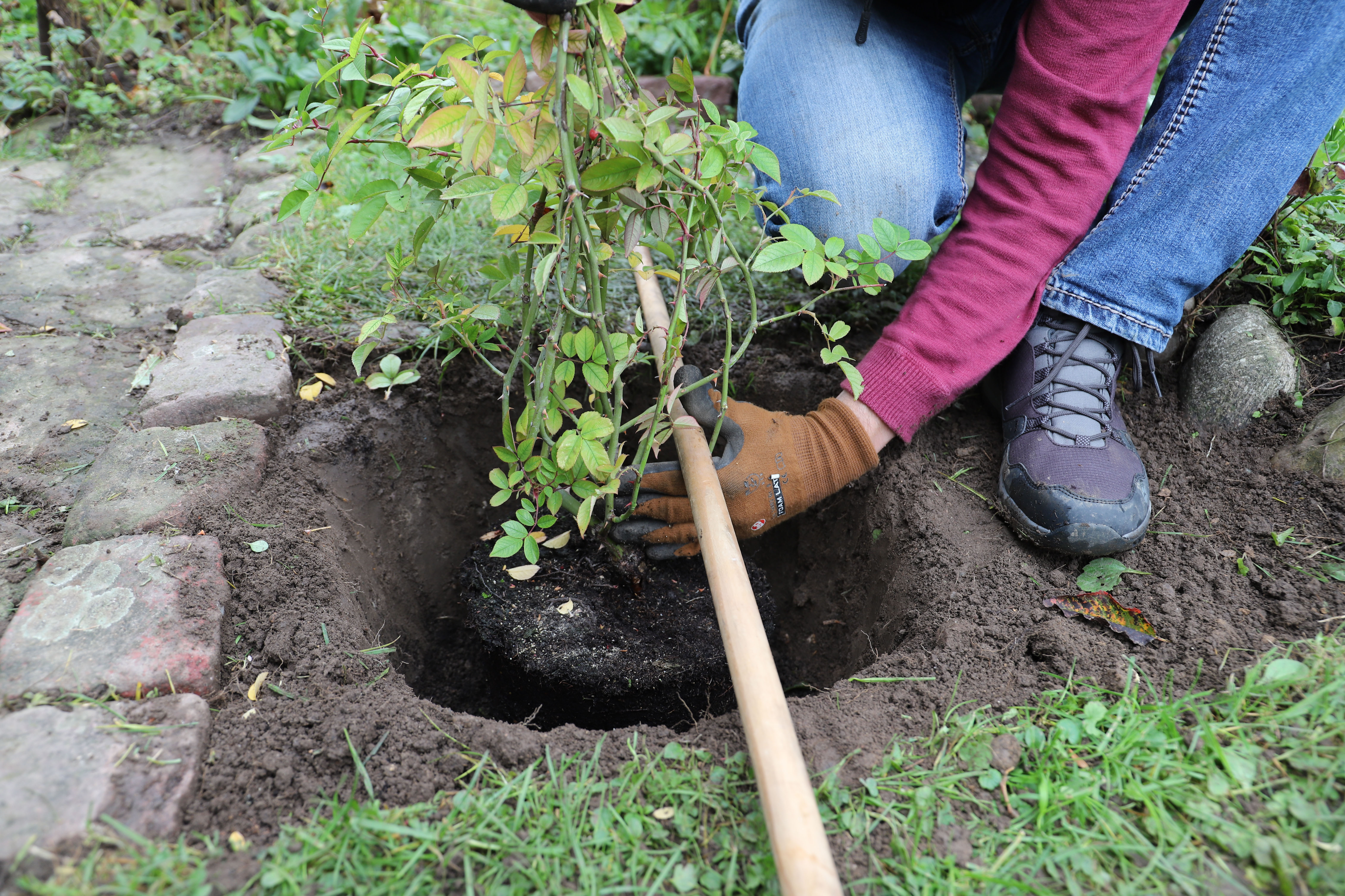 Alte Rosen werden gepflanzt