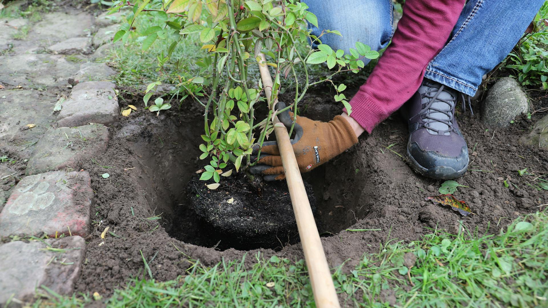 Alte Rosen werden gepflanzt