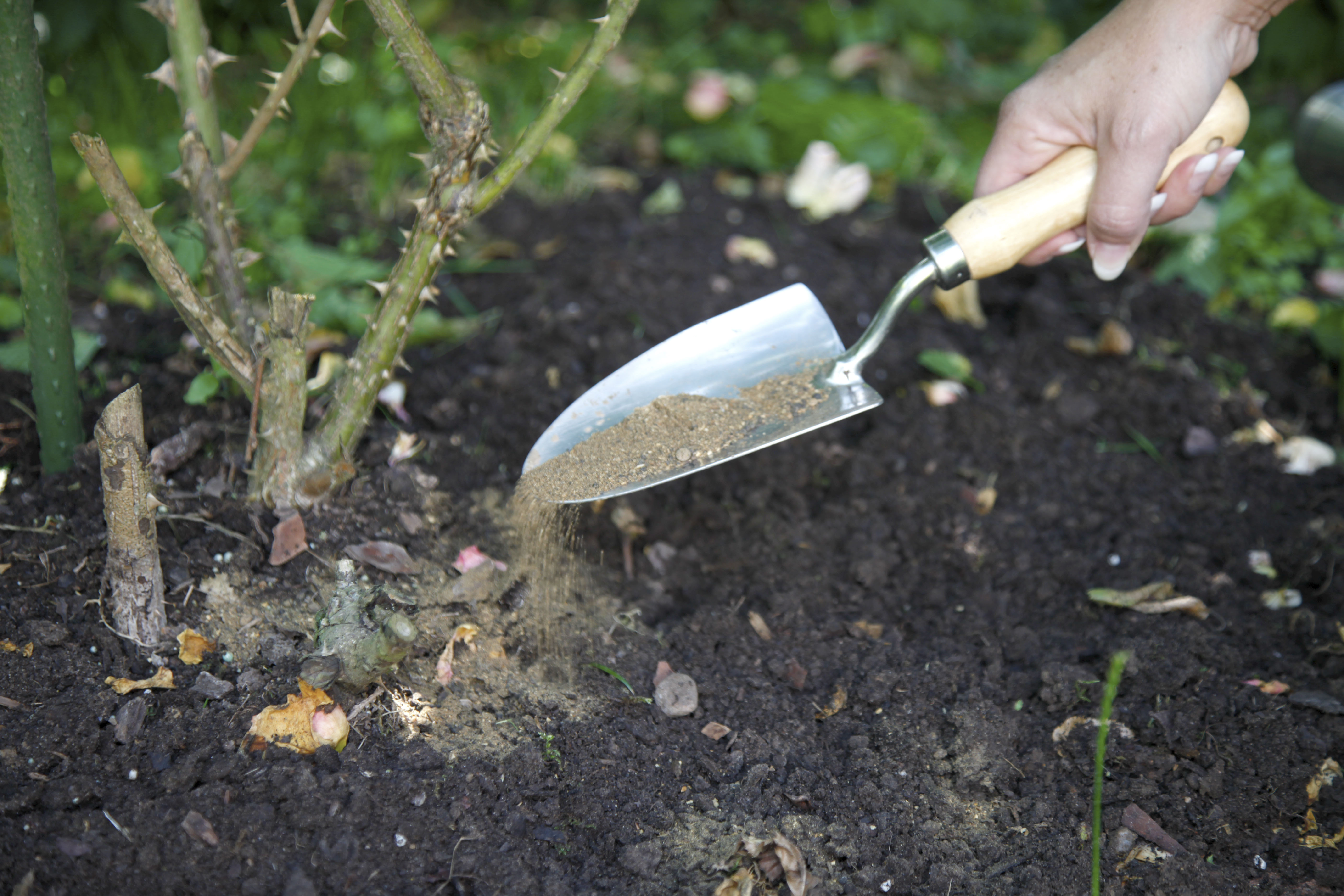 Alte Rosen werden gedüngt