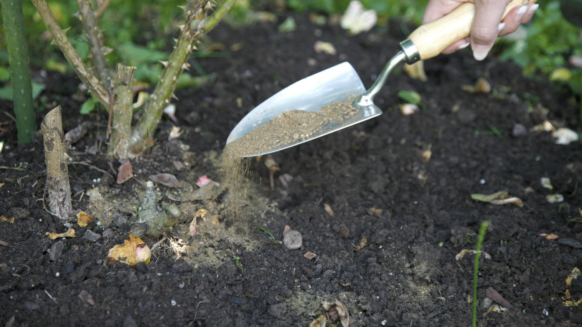 Alte Rosen werden gedüngt